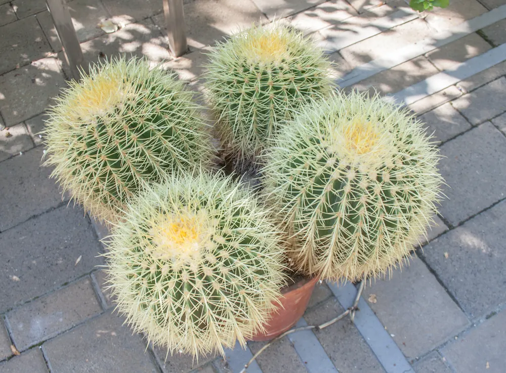 Golden Barrel Cactus (Echinocactus Grusonii) — sharp spines that protect it from herbivores