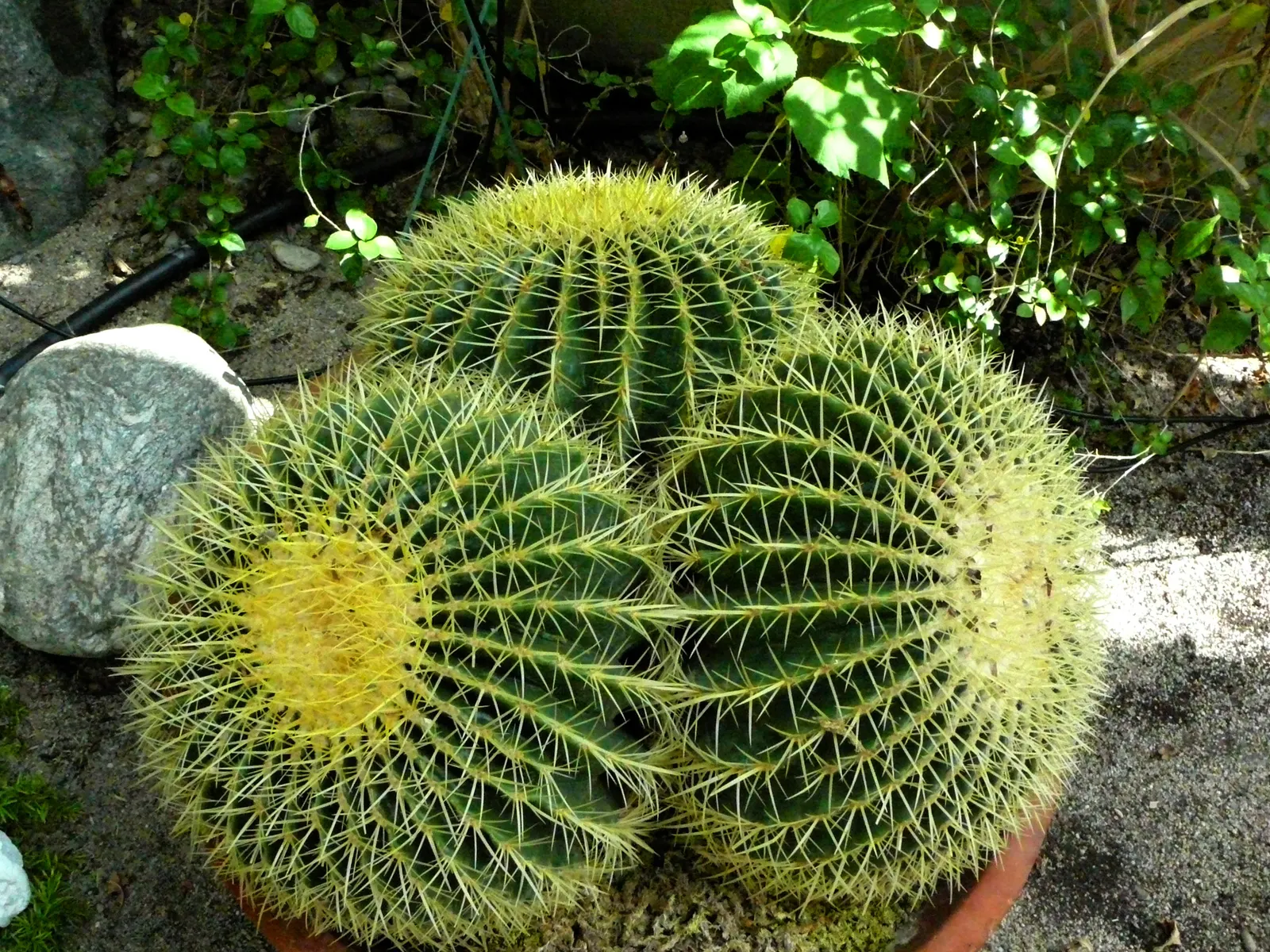 Golden Barrel Cactus (Echinocactus Grusonii) — watering should be reduced significantly to mirror its native dormant season.<br><br>For the landscape setting