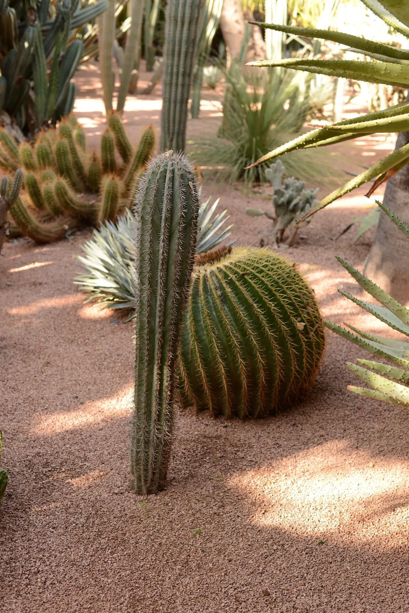 Golden Barrel Cactus (Echinocactus Grusonii) — When incorporated into garden designs; watering should be reduced significantly to mirror its native, image 57