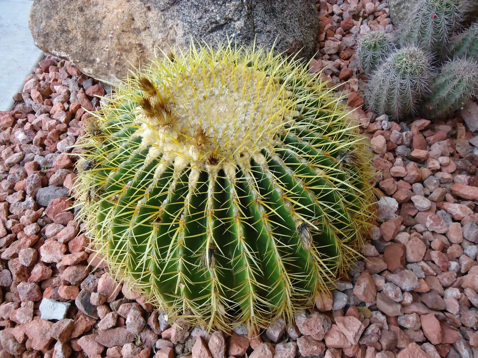 Golden Barrel Cactus (Echinocactus Grusonii) — Ideal for xeriscaping, it provides dramatic texture and year-round interest in warm, arid climates, image 86