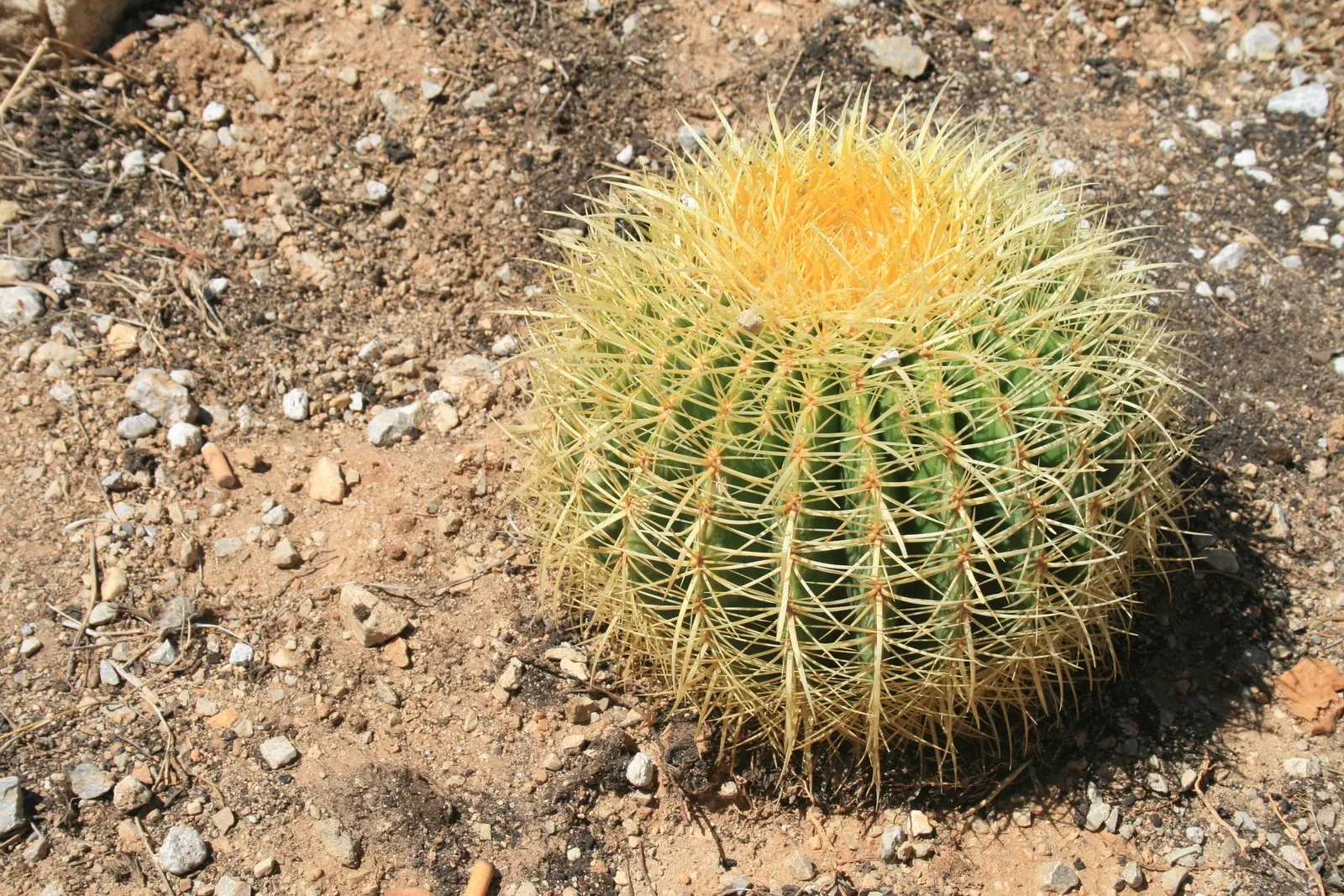 Golden Barrel Cactus (Echinocactus Grusonii) — These spines emerge yellow, maturing to a pale whitish hue; requiring minimal maintenance once established