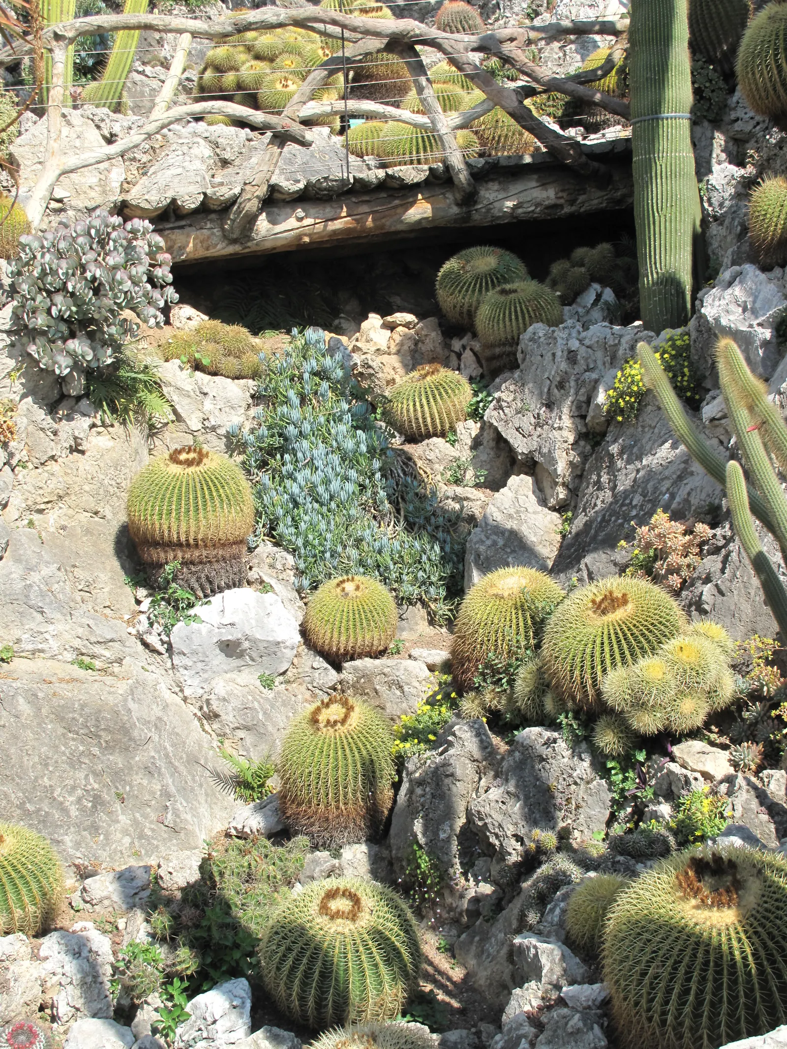 Golden Barrel Cactus (Echinocactus Grusonii) — consideration should be given to its mature size and spiny texture; typically reaching 2-3 feet in, image 58