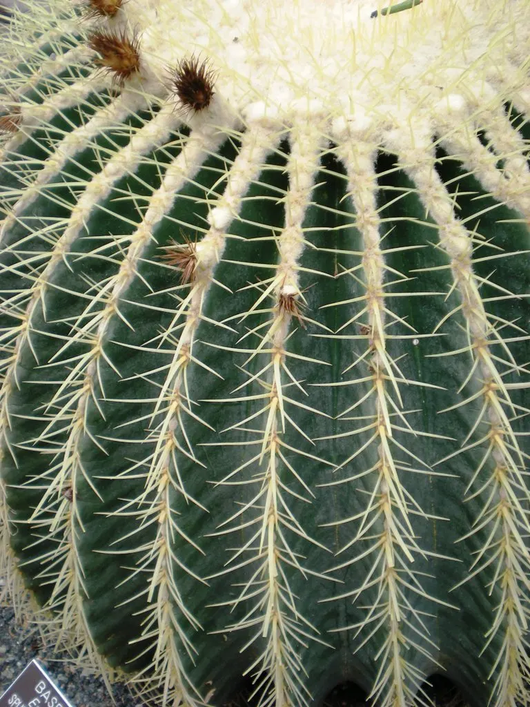 Golden Barrel Cactus (Echinocactus Grusonii) — presents a striking spherical form that eventually elongates slightly with age; ideal for, image 47