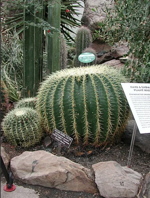 Golden Barrel Cactus (Echinocactus Grusonii) — consideration should be given to its mature size and spiny texture; typically reaching 2-3 feet in, image 78