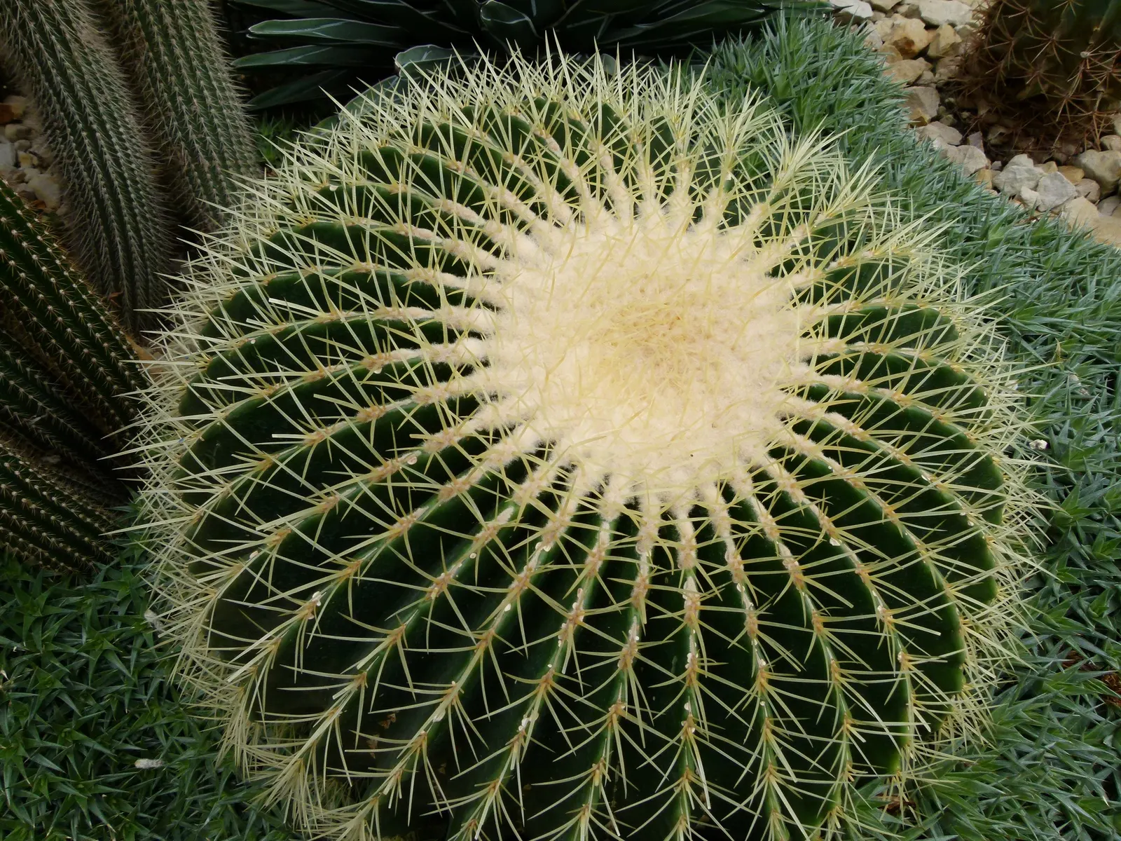 Golden Barrel Cactus (Echinocactus Grusonii) — Ideal for xeriscaping, it provides dramatic texture and year-round interest in warm, arid climates