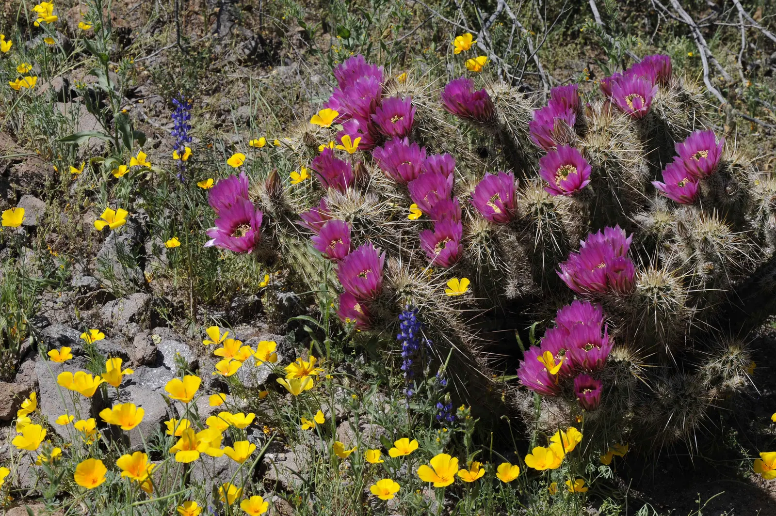 Golden Barrel Cactus (Echinocactus Grusonii) — presents a striking spherical form that eventually elongates slightly with age; ideal for, image 127
