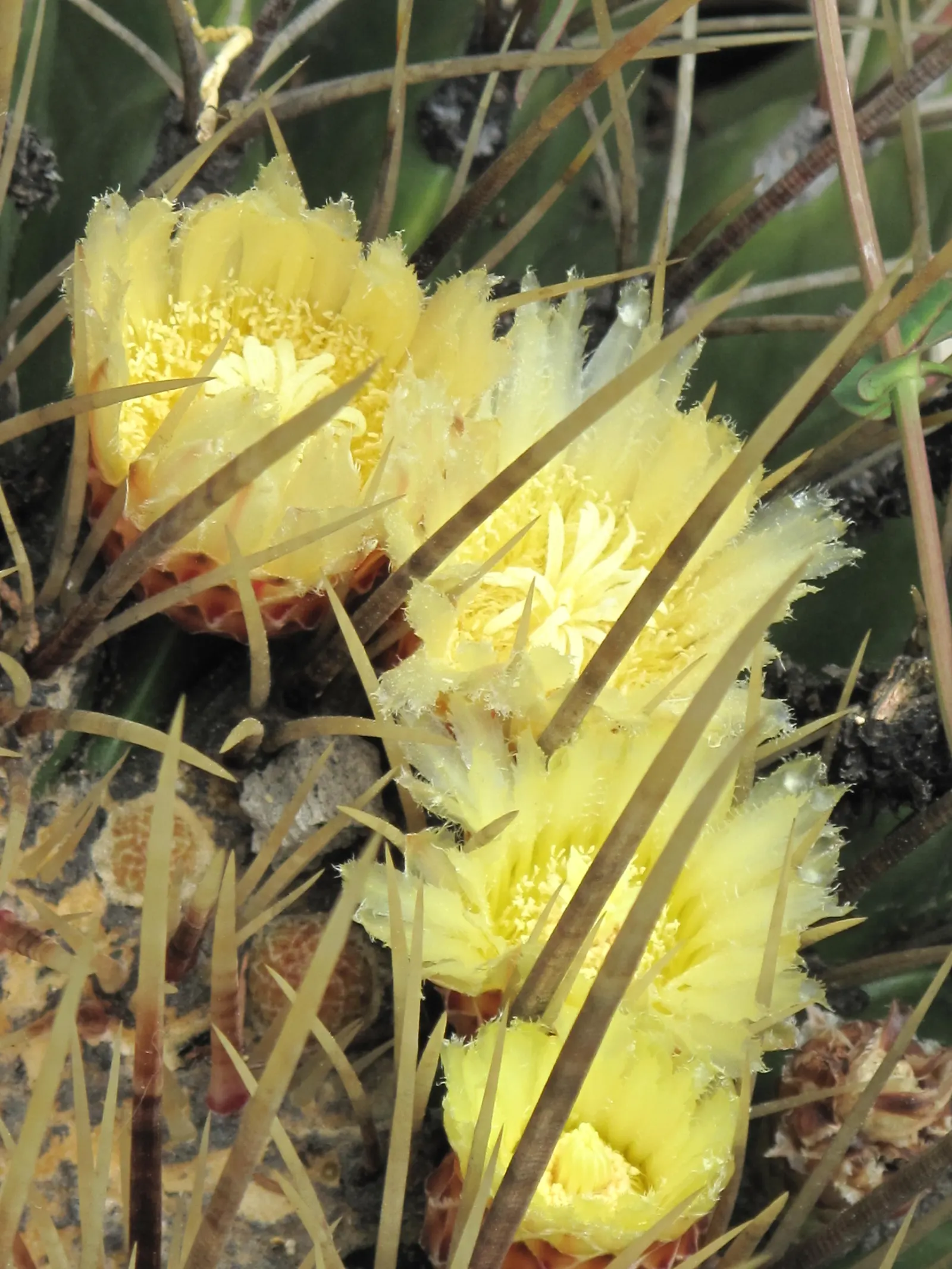 Golden Barrel Cactus (Echinocactus Grusonii) — presents a striking spherical form that eventually elongates slightly with age; ideal for, image 107