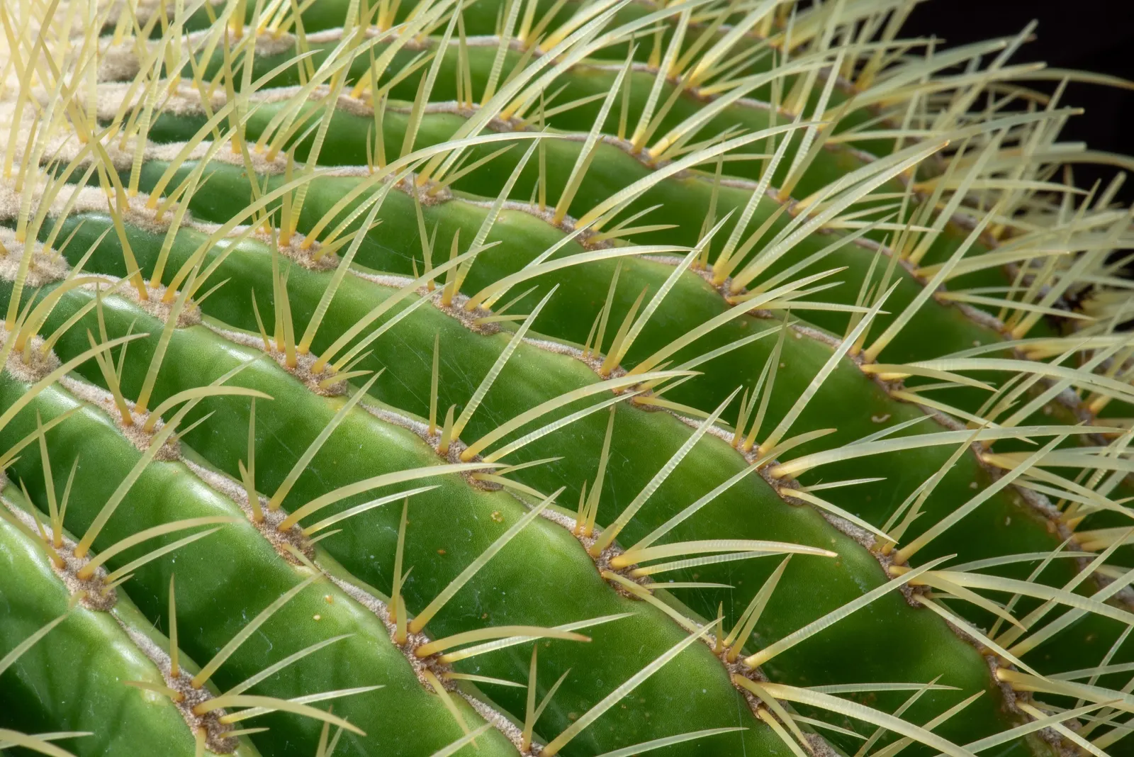 Golden Barrel Cactus (Echinocactus Grusonii) — As an iconic symbol of arid landscapes; although flowering is rare for specimens grown indoors, image 128