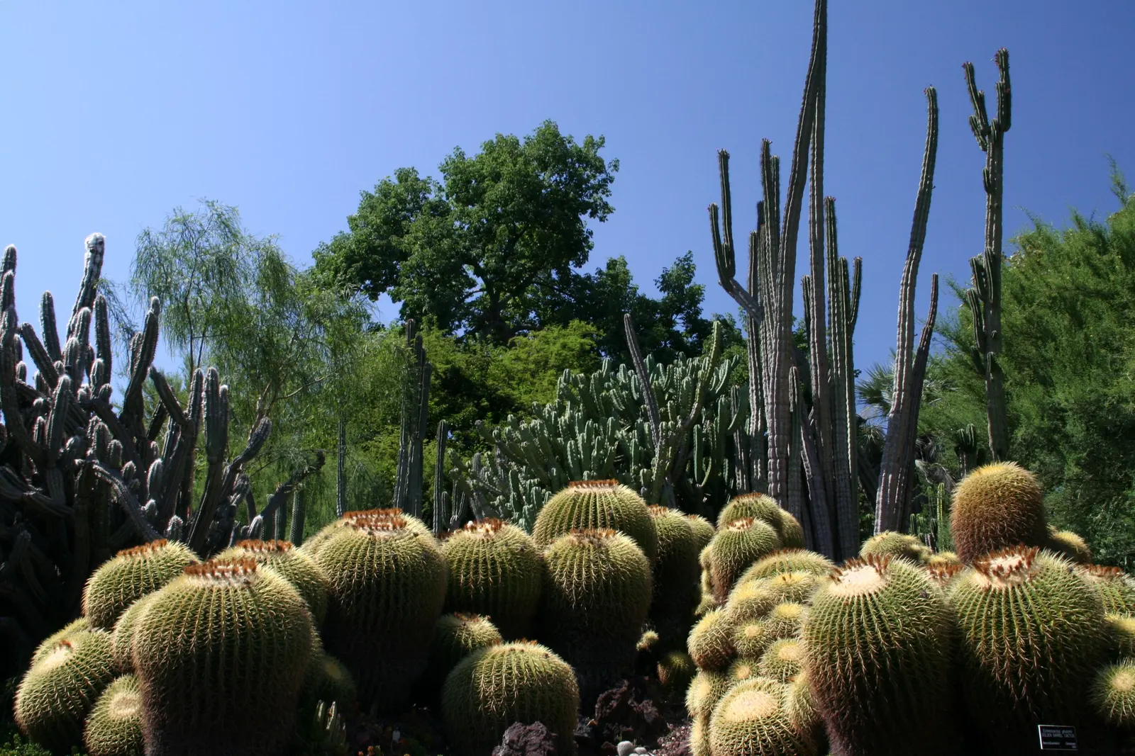 Golden Barrel Cactus (Echinocactus Grusonii) — is a spherical plant featuring prominent ribs with dense clusters of yellow spines; this slow-growing desert