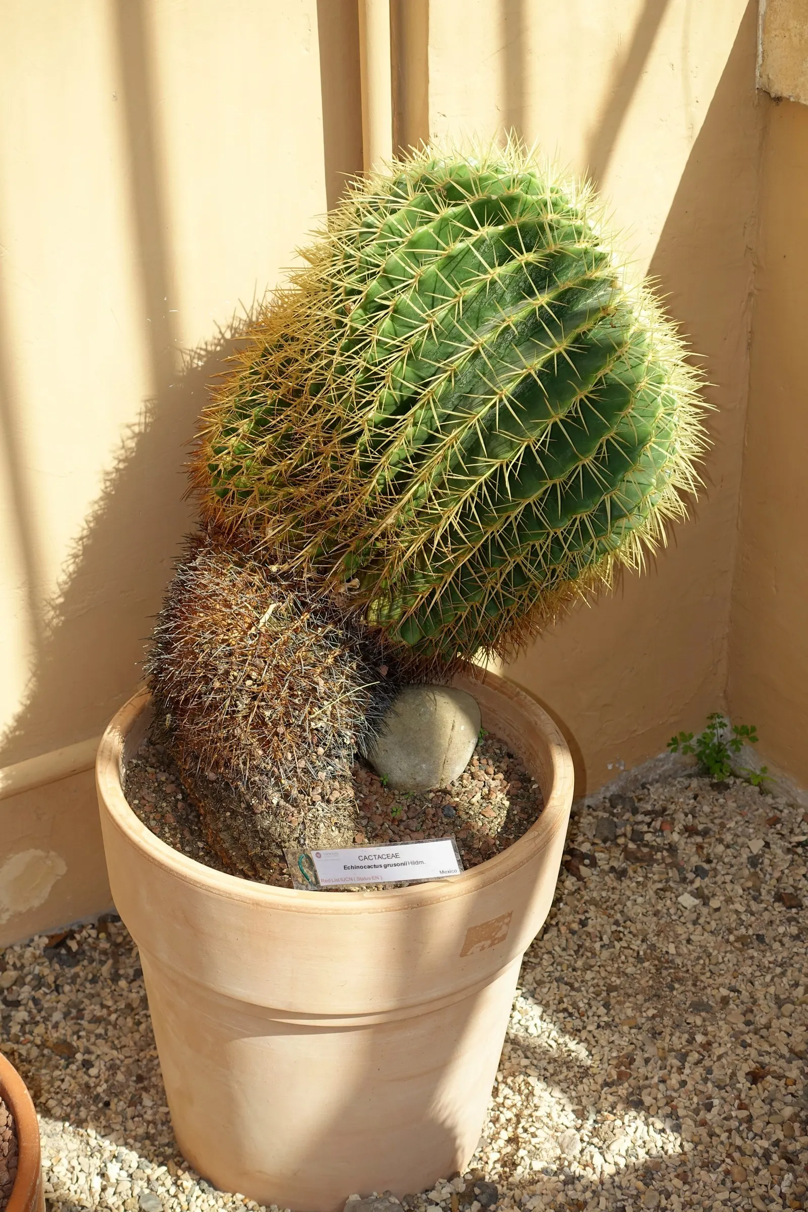 Golden Barrel Cactus (Echinocactus Grusonii) — although this may take several decades; cactus for full or half