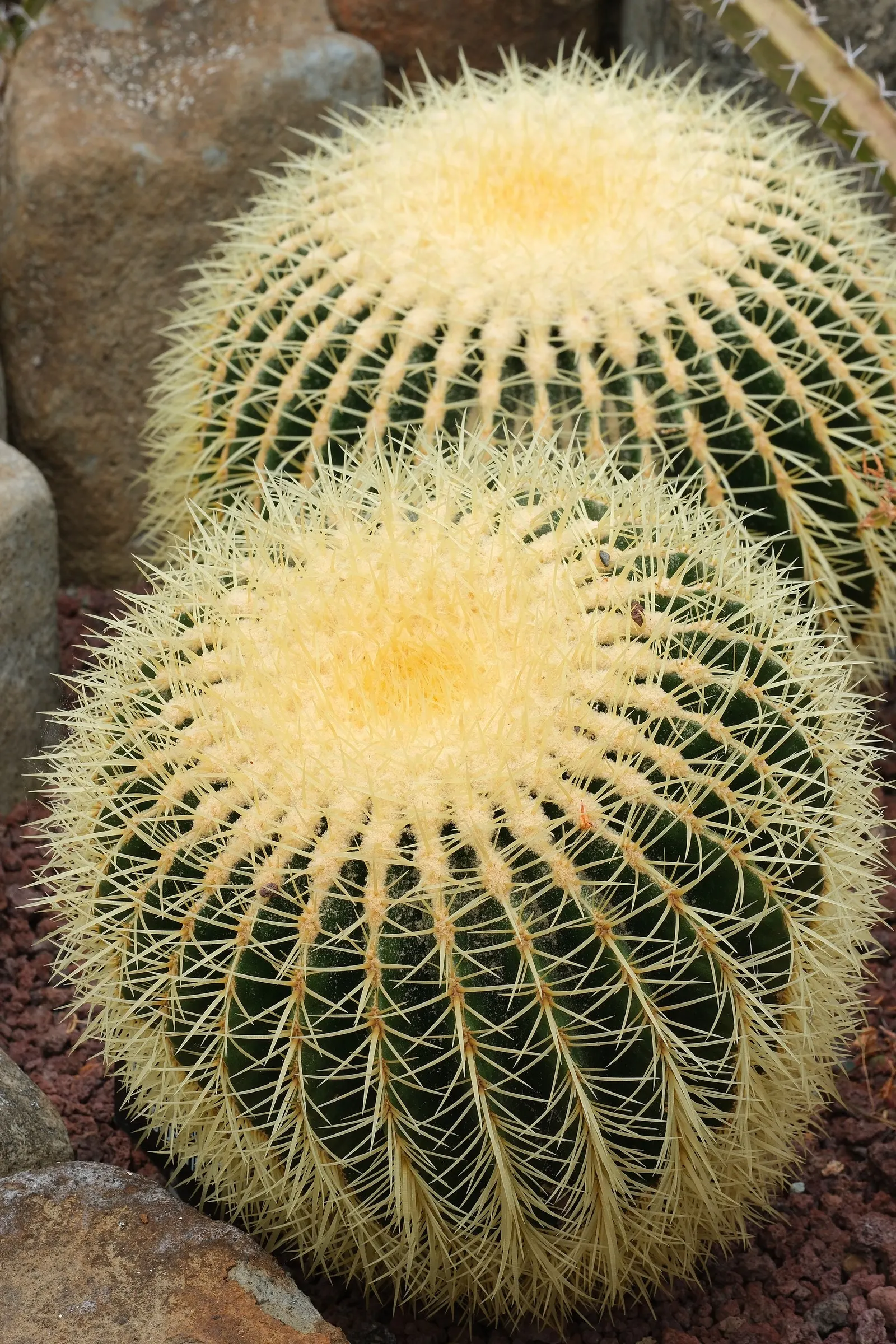 Golden Barrel Cactus (Echinocactus Grusonii) — requiring minimal maintenance once established; with infrequent but deep watering throughout the, image 54