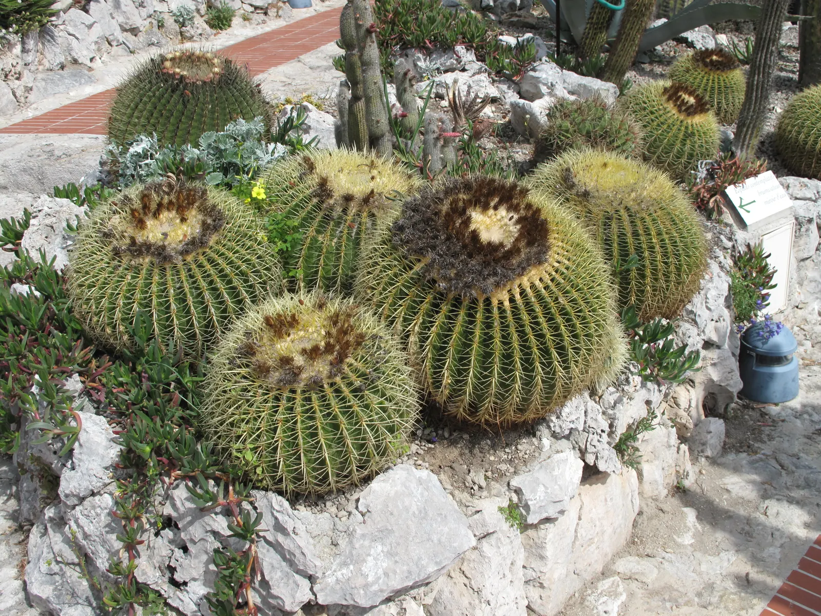 Golden Barrel Cactus (Echinocactus Grusonii) — this slow-growing desert native is drought-tolerant and prefers full sun; its vivid yellow flowers, image 64