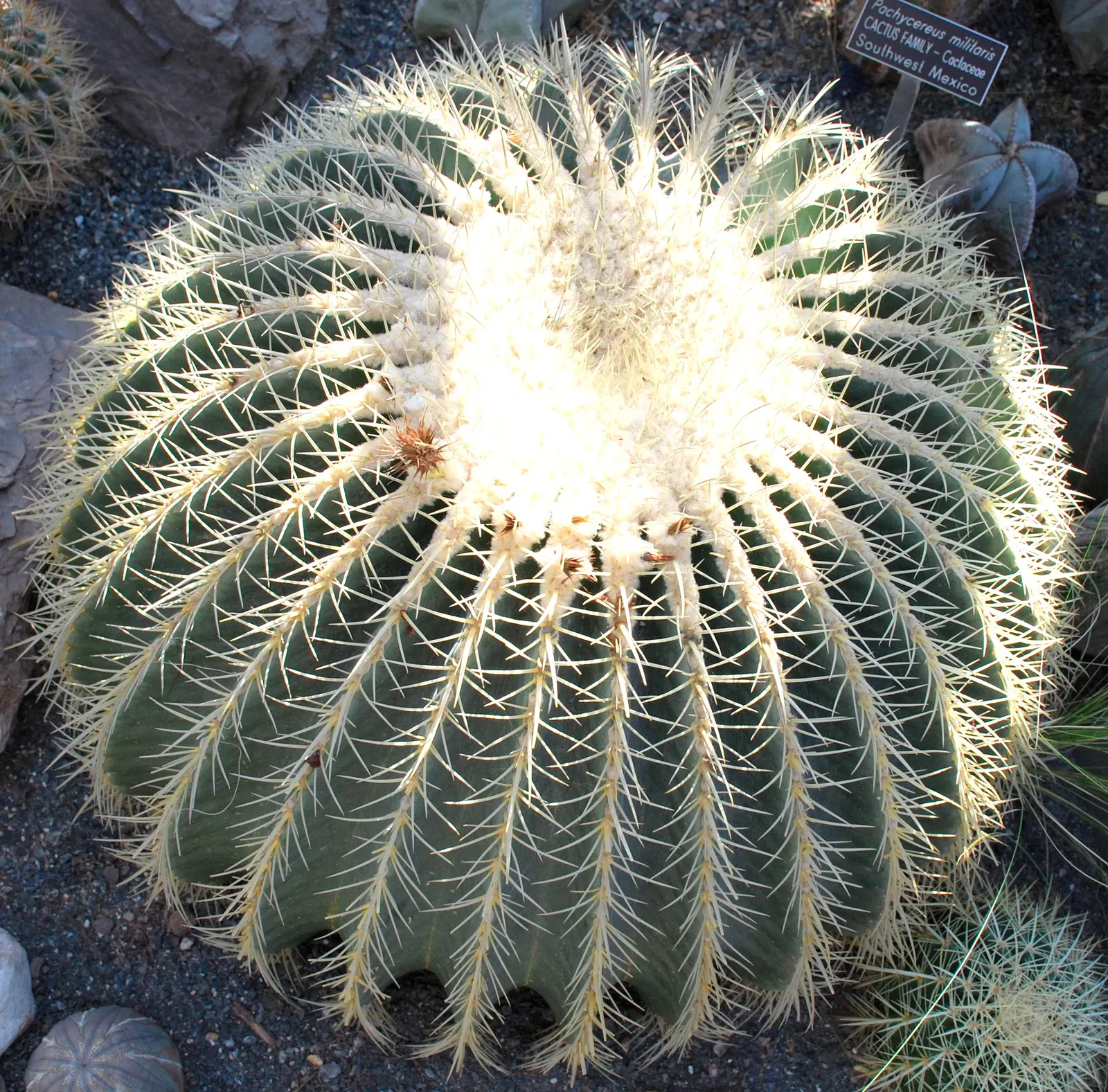 Golden Barrel Cactus (Echinocactus Grusonii) — When incorporated into garden designs; watering should be reduced significantly to mirror its native, image 137