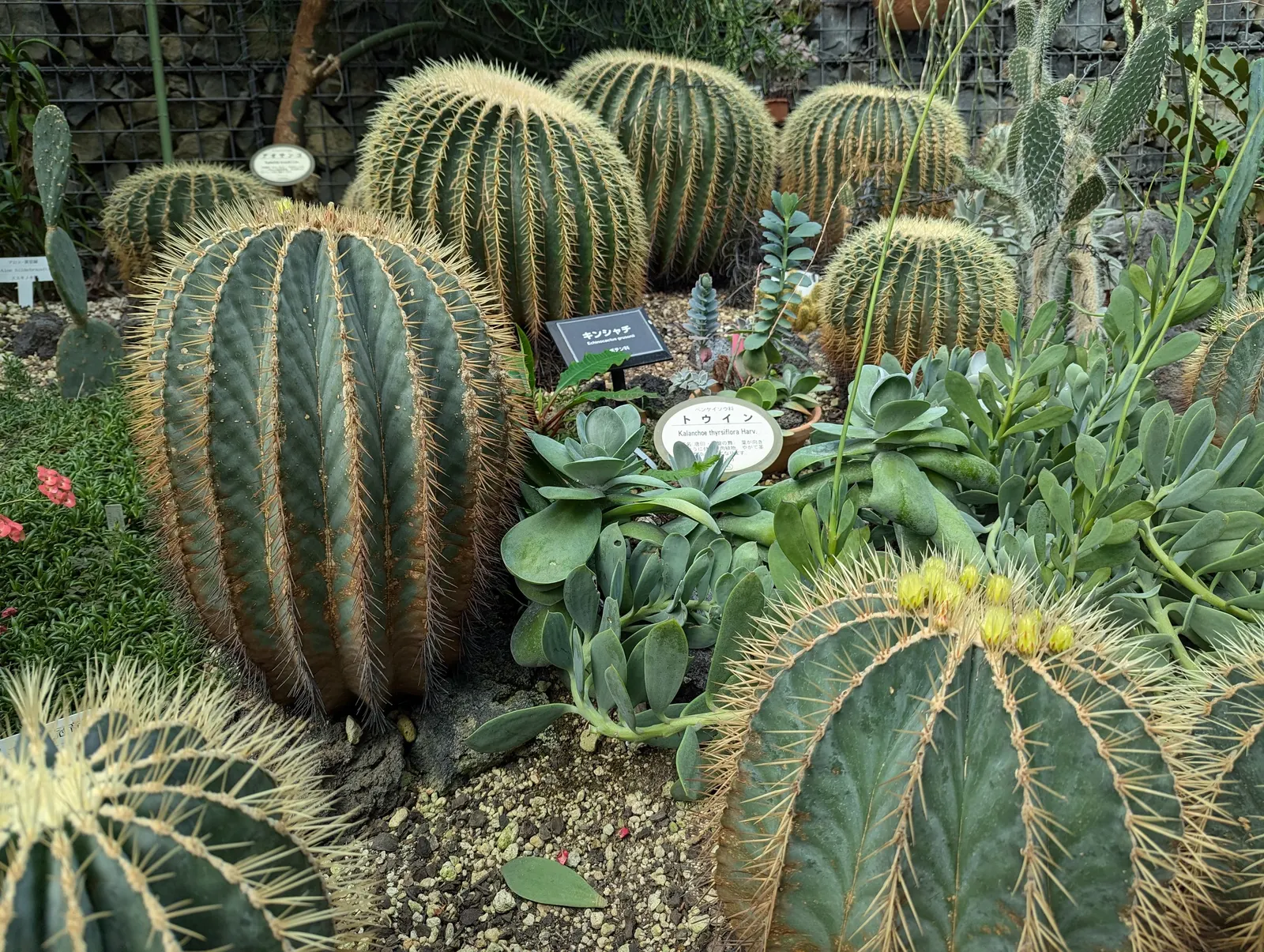 Golden Barrel Cactus (Echinocactus Grusonii) — requiring minimal maintenance once established; with infrequent but deep watering throughout the, image 134