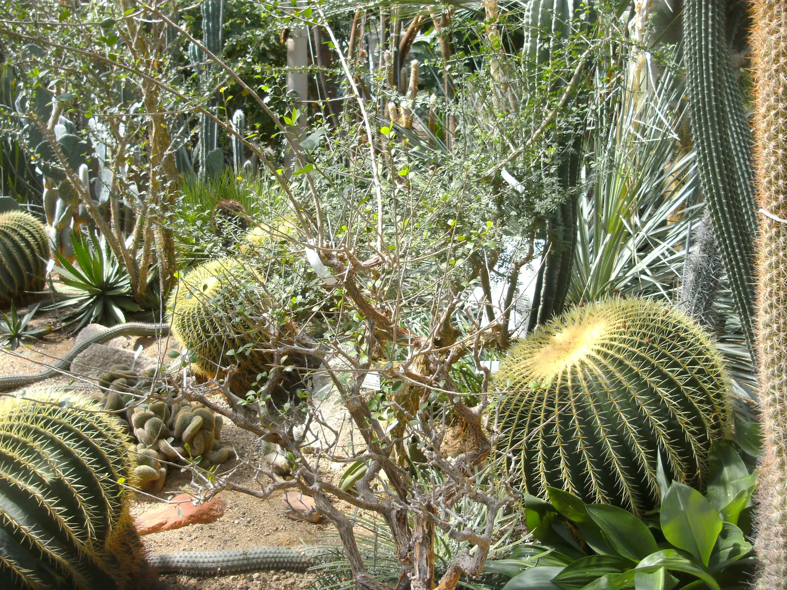 Golden Barrel Cactus (Echinocactus Grusonii) — ensuring it is placed where it will not pose a risk to passersby