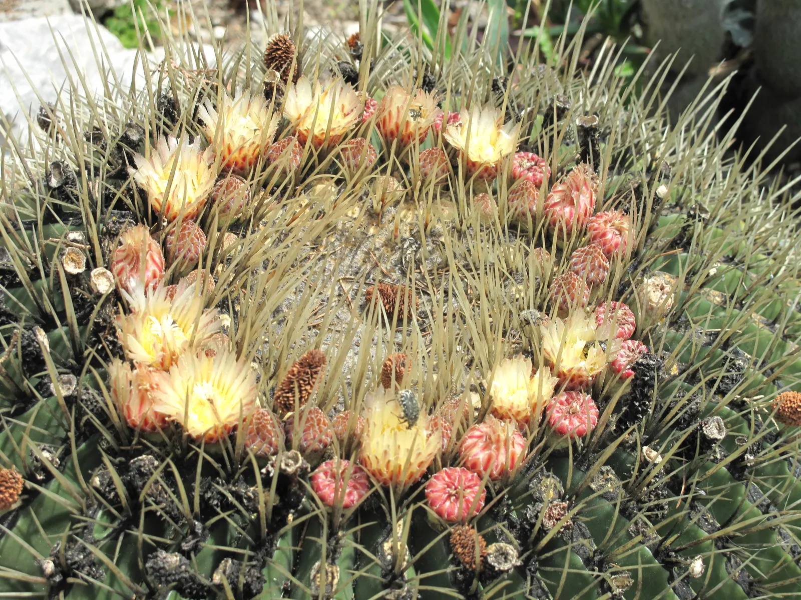 Golden Barrel Cactus (Echinocactus Grusonii) — When incorporated into garden designs; watering should be reduced significantly to mirror its native, image 117