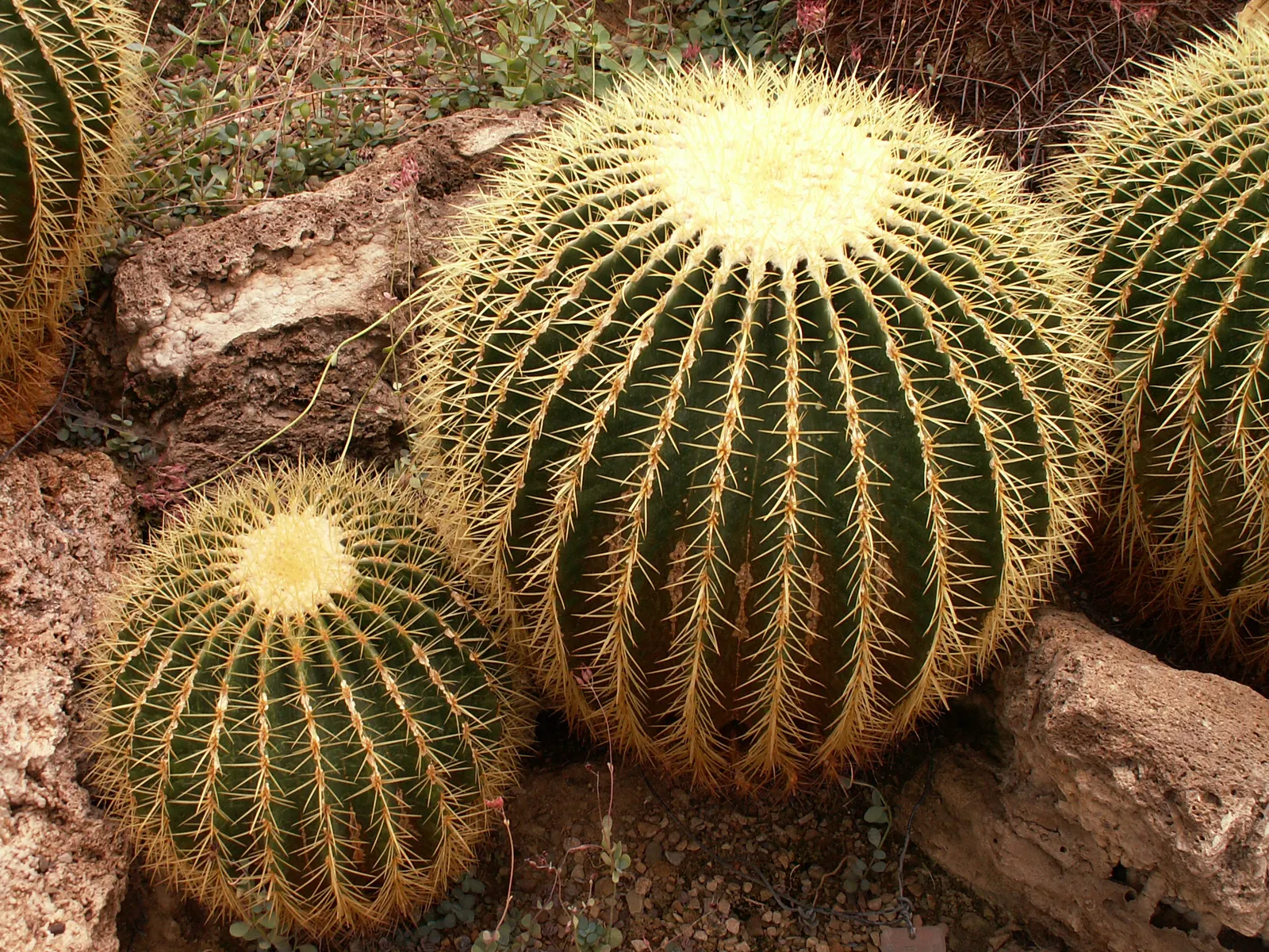 Golden Barrel Cactus (Echinocactus Grusonii) — this slow-growing desert native is drought-tolerant and prefers full sun; its vivid yellow flowers, image 84