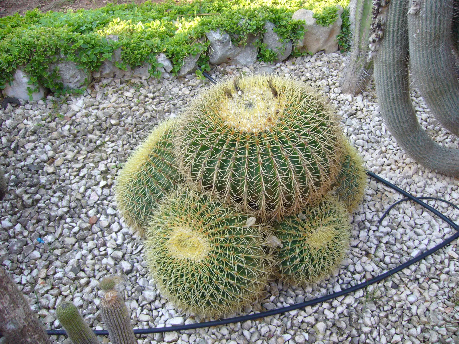 Golden Barrel Cactus (Echinocactus Grusonii) — presents a striking spherical form that eventually elongates slightly with age; ideal for xeriscaping, it