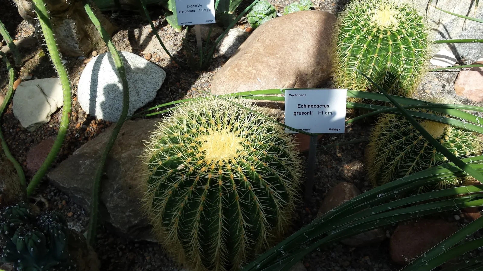 Golden Barrel Cactus (Echinocactus Grusonii) — Its vivid yellow flowers atop the crown offer a vibrant display; the Golden Barrel Cactus showcases, image 145
