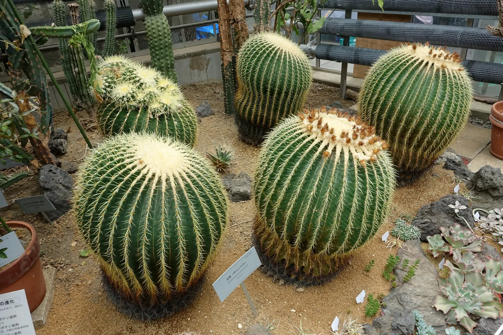 Golden Barrel Cactus (Echinocactus Grusonii) — Typically reaching 2-3 feet in diameter; consideration should be given to its mature size and spiny, image 43