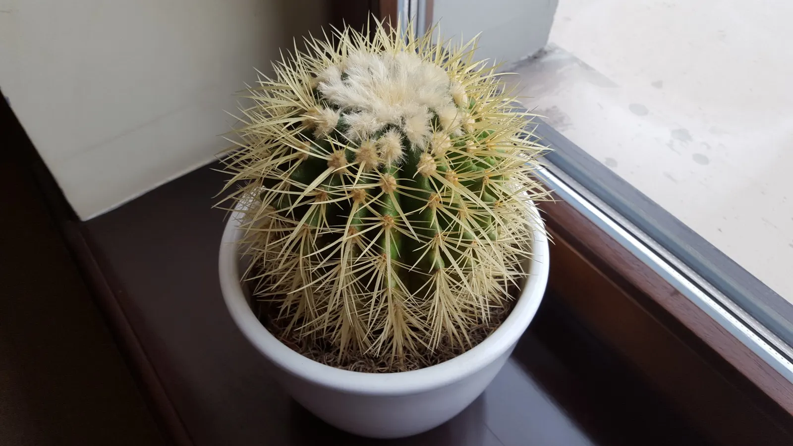 Golden Barrel Cactus (Echinocactus Grusonii) — although flowering is rare for specimens grown indoors; as an iconic symbol of arid landscapes, image 153