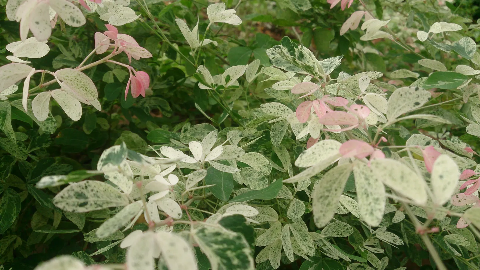 Snow Bush (Breynia Disticha 'Roseo-Picta') — The leaves themselves are small and oval-shaped