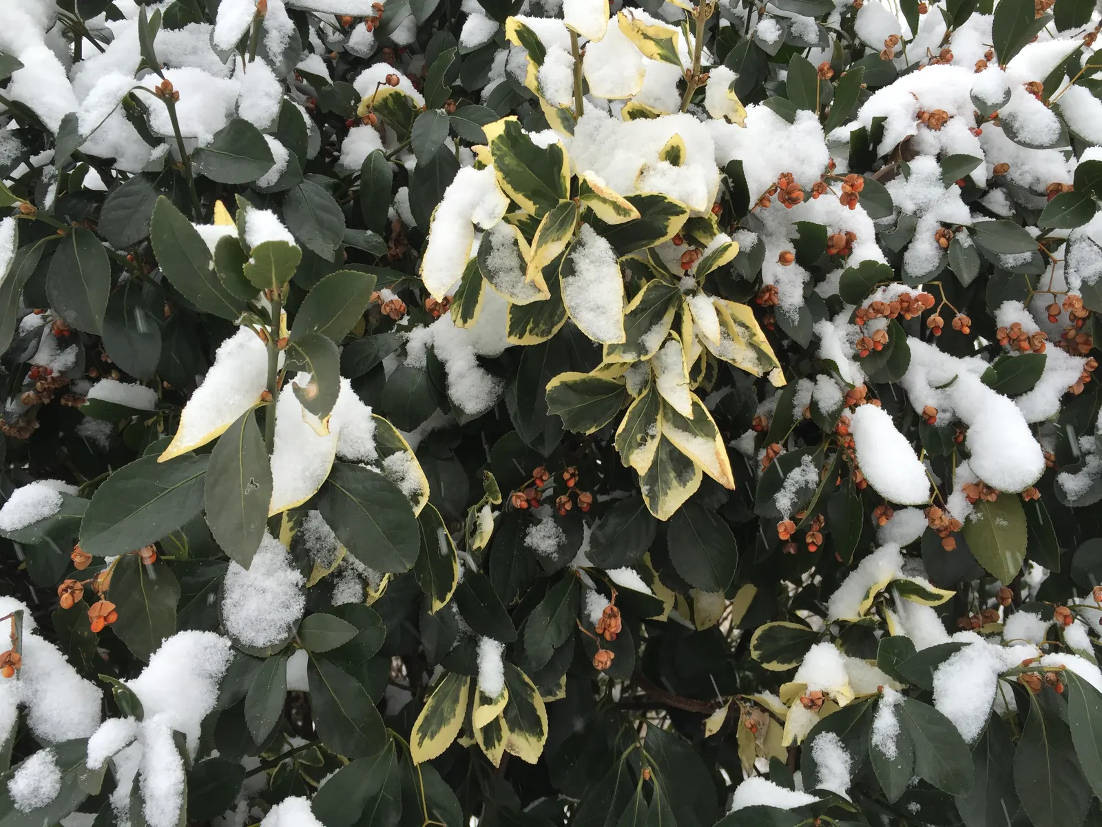 Snow Bush (Breynia Disticha 'Roseo-Picta') — commonly known as Snow Bush