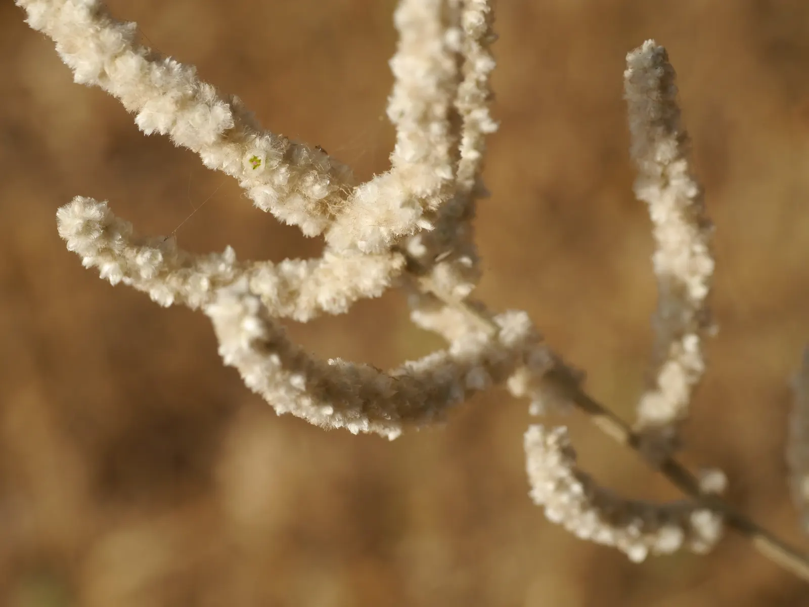 Snow Bush (Breynia Disticha 'Roseo-Picta') — commonly called Snow Bush