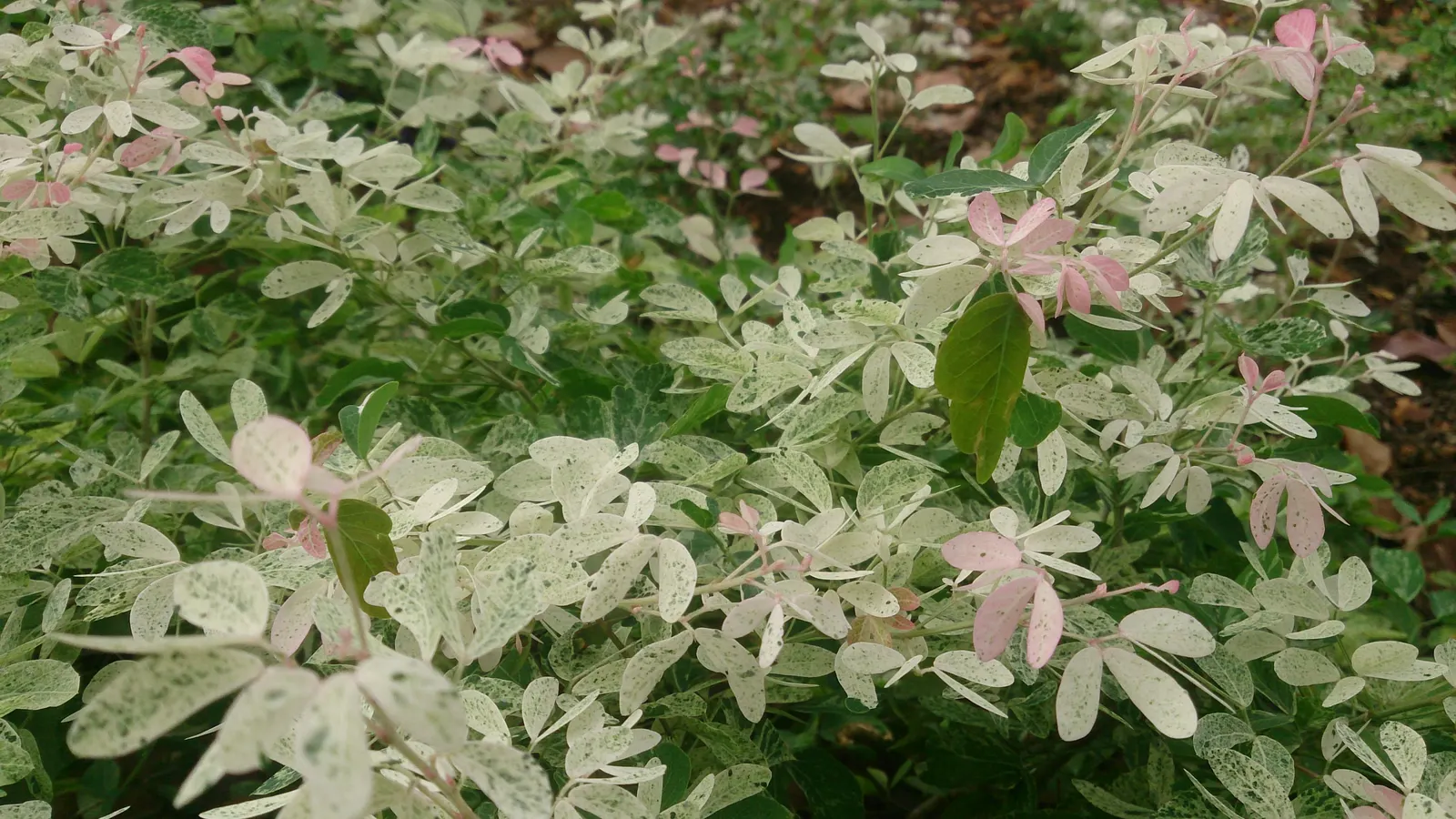 Snow Bush (Breynia Disticha 'Roseo-Picta') — A subtropical species, it requires moderate water, especially during its growing season in the warmer months