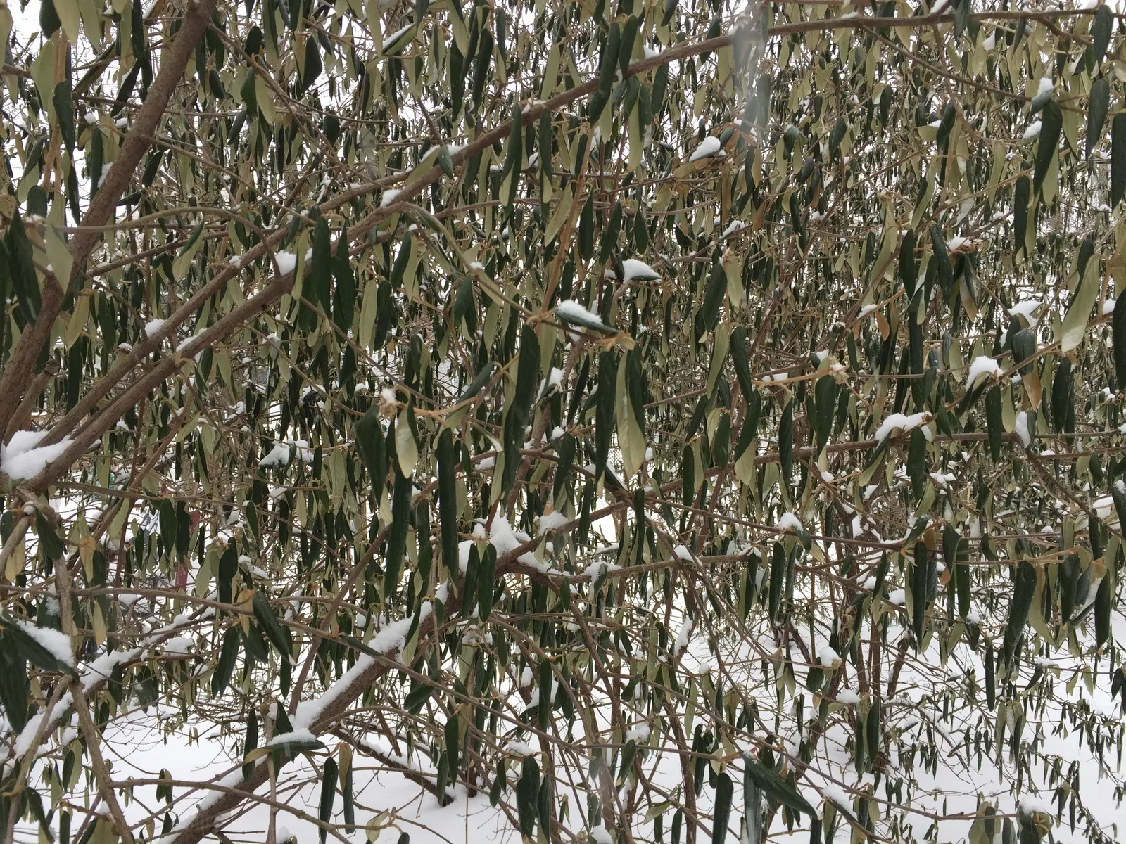 Snow Bush (Breynia Disticha 'Roseo-Picta') — is an eye-catching ornamental shrub featuring variegated leaves splashed in greens