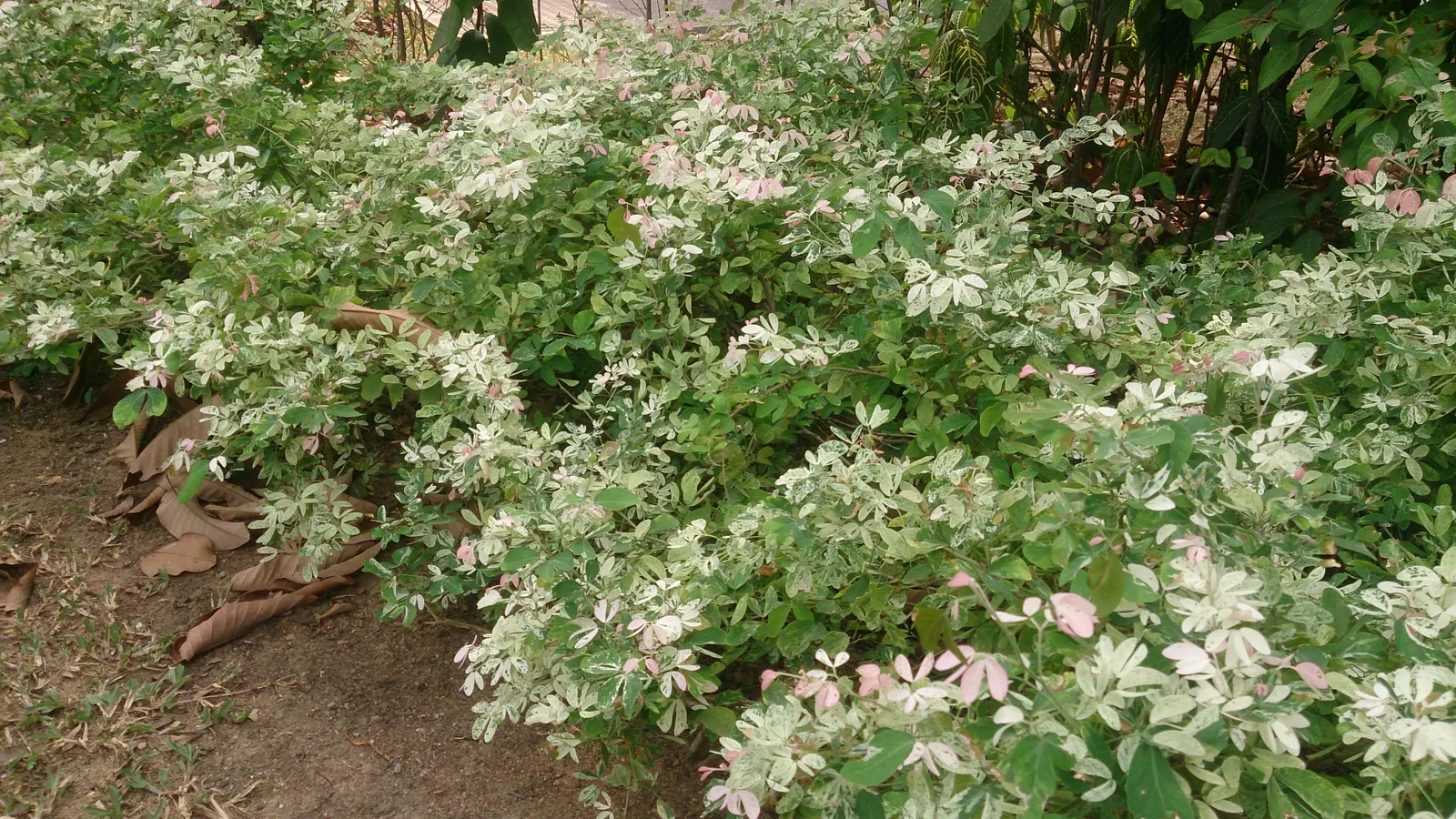 Snow Bush (Breynia Disticha 'Roseo-Picta') — meaning it can withstand minimum temperatures of 25 to 30 degrees Fahrenheit