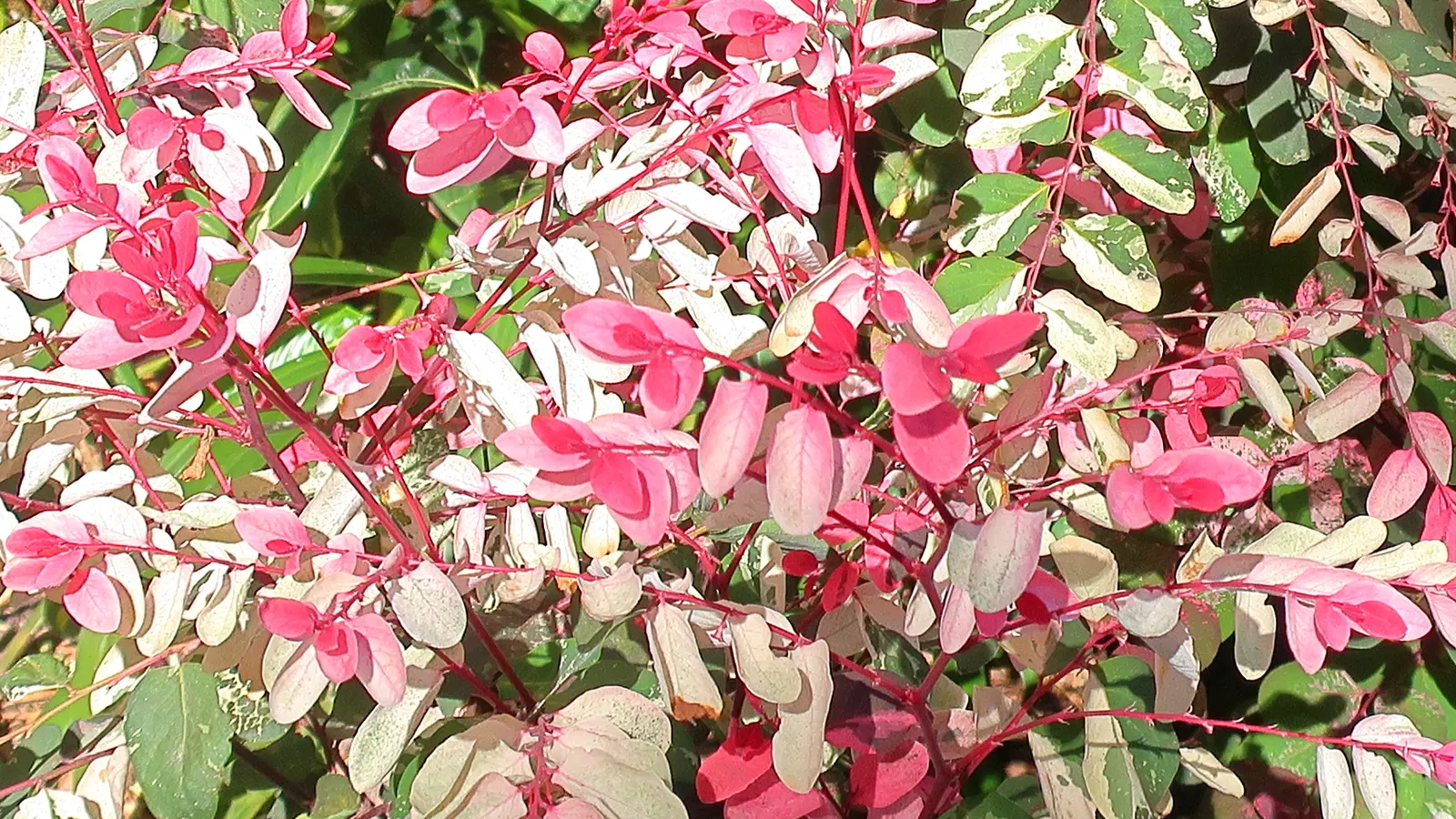 Snow Bush (Breynia Disticha 'Roseo-Picta') — The Snow Bush typically reaches a height and spread of 5 to 8 feet