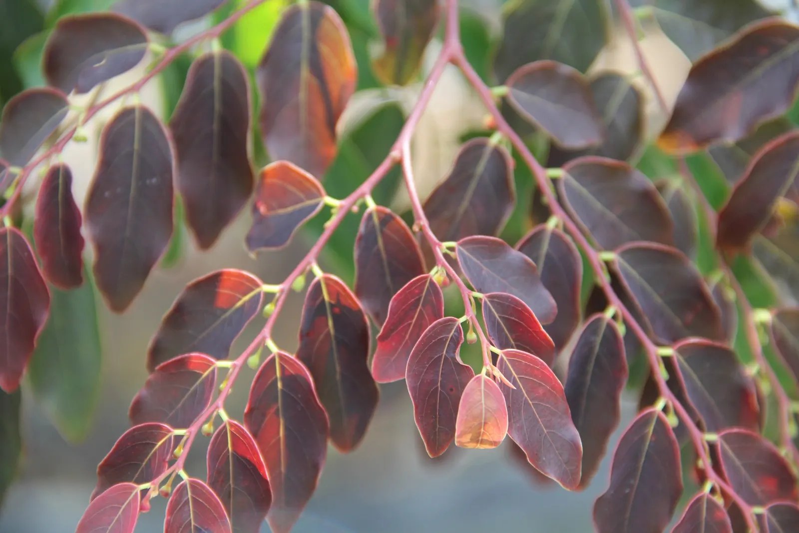 Snow Bush (Breynia Disticha 'Roseo-Picta') — Monthly fertilization will aid in keeping the foliage colors vivid