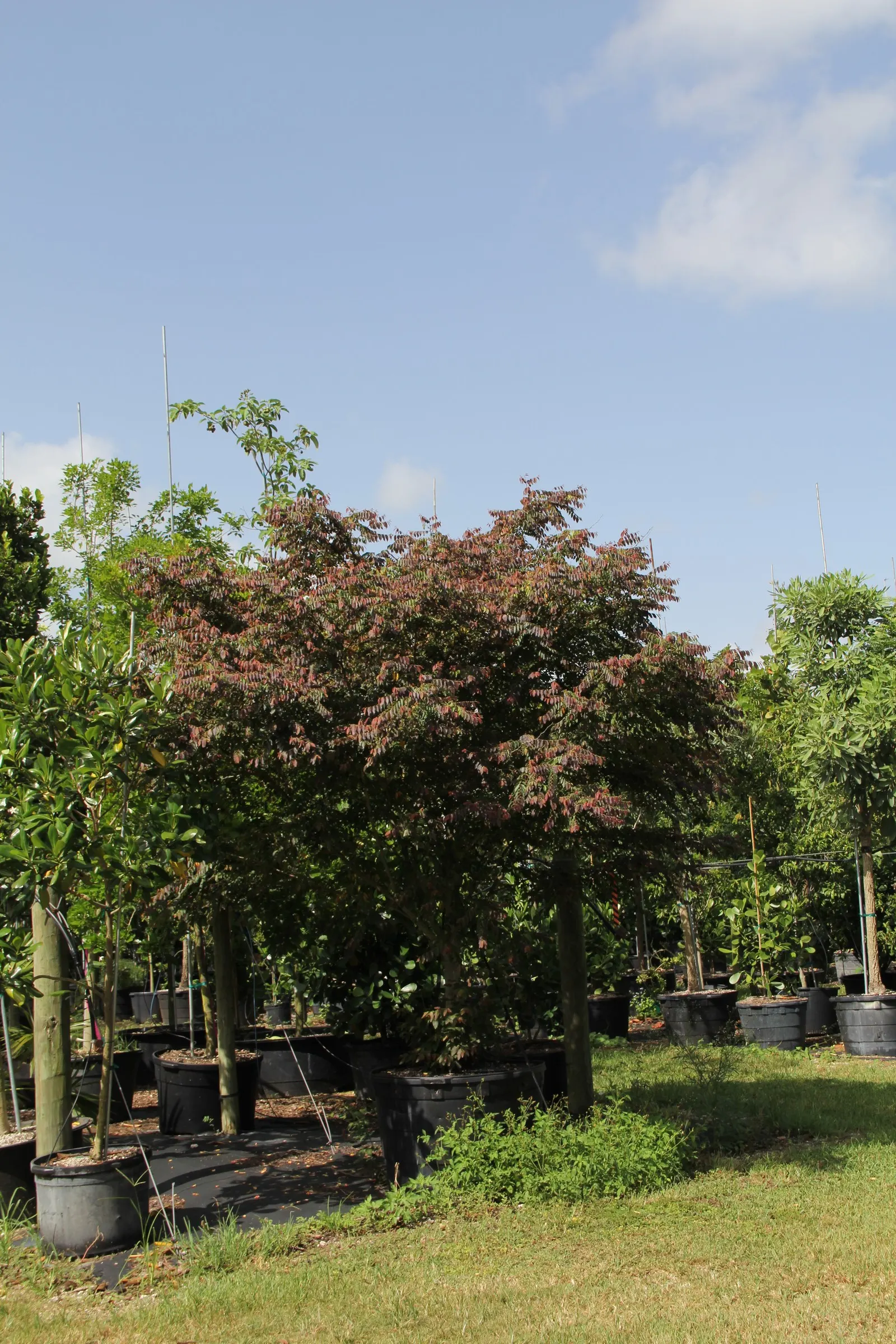 Snow Bush (Breynia Disticha 'Roseo-Picta') — occasional pruning is advised