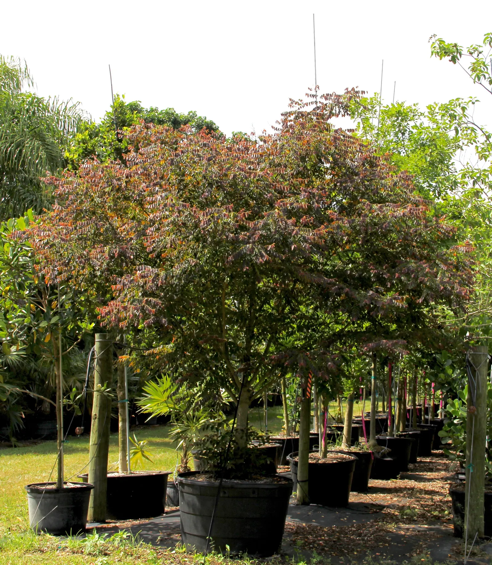 Snow Bush (Breynia Disticha 'Roseo-Picta') — is a captivating shrub known for its striking variegated foliage