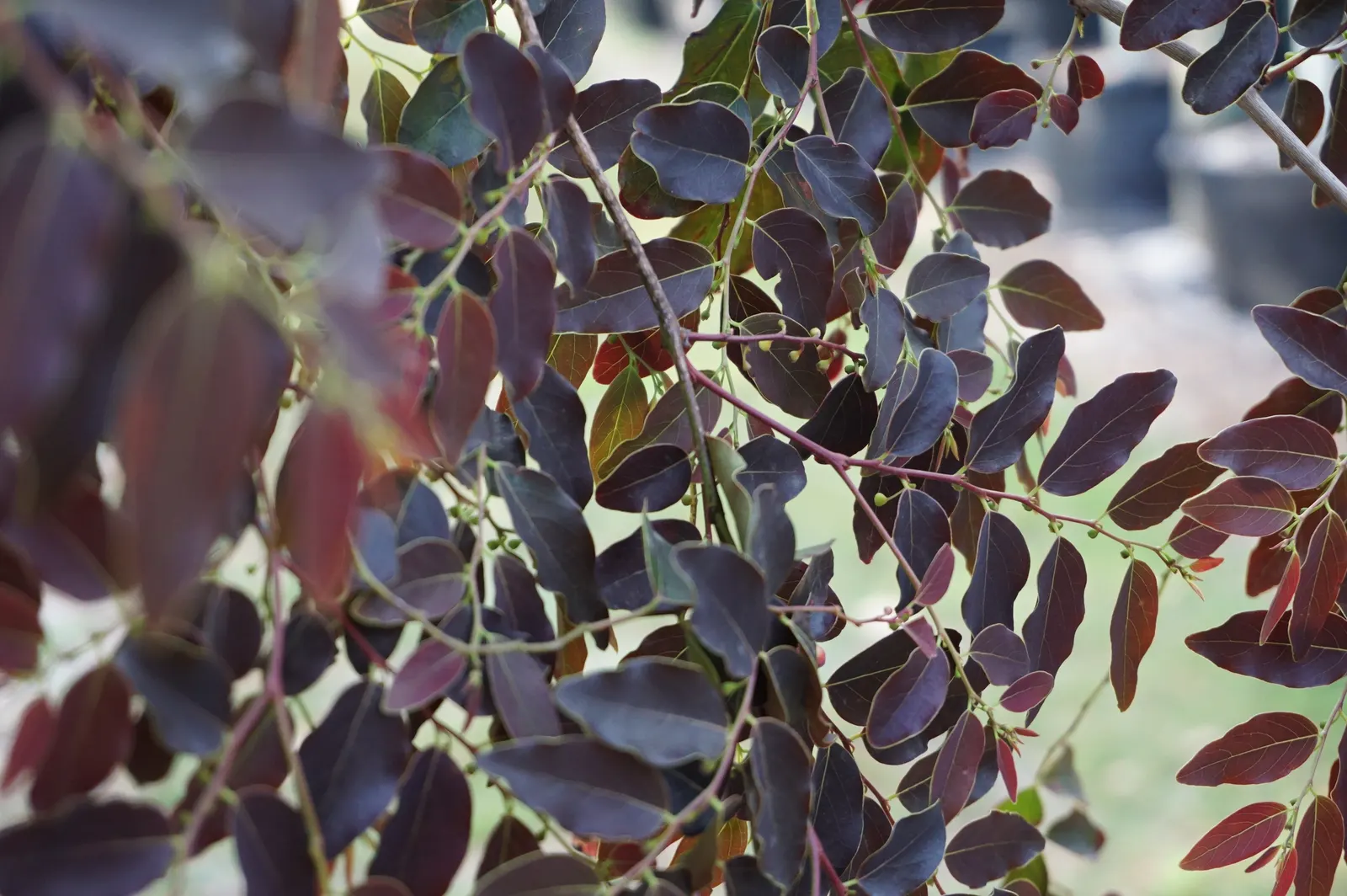 Snow Bush (Breynia Disticha 'Roseo-Picta') — resembling a dusting of snowflakes - hence its common name