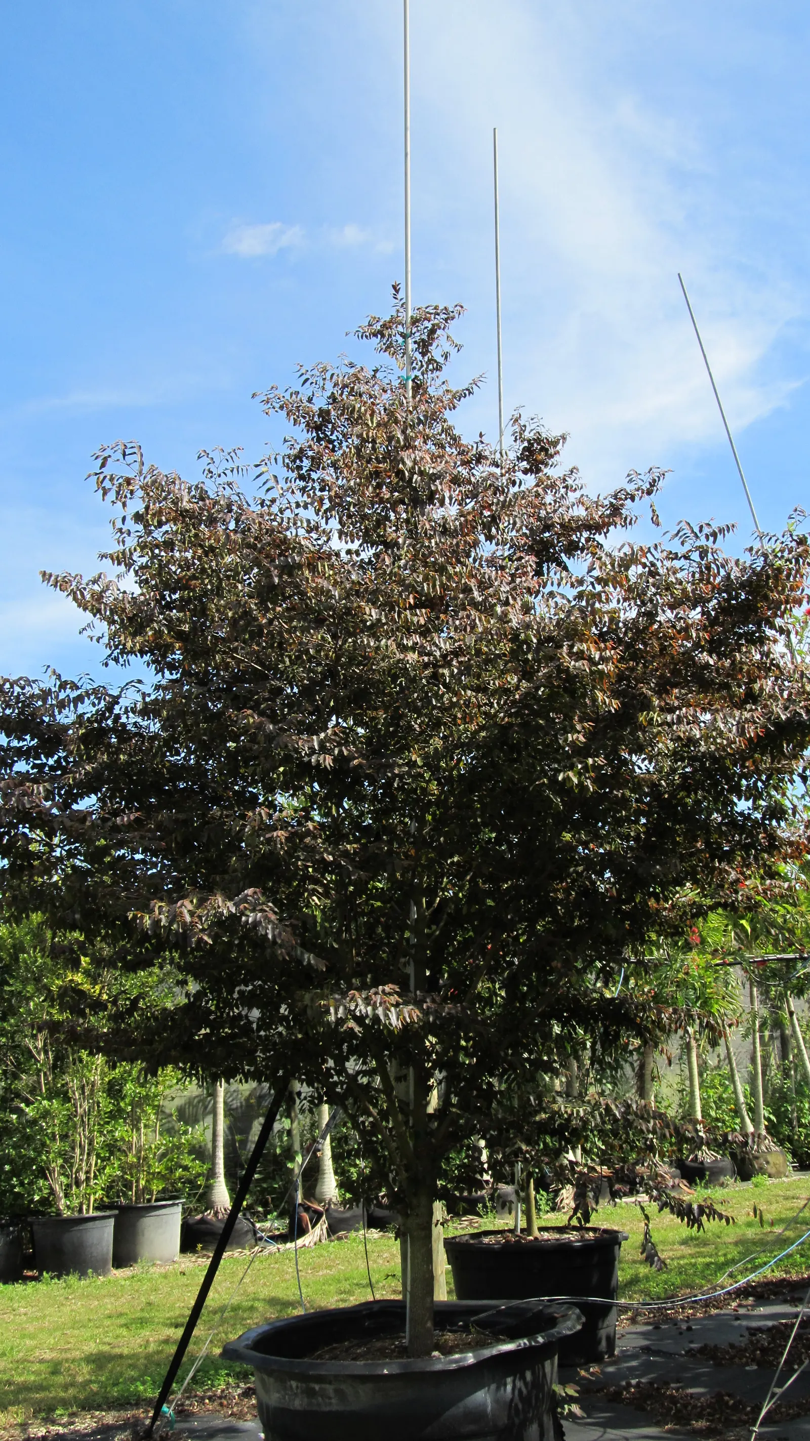 Snow Bush (Breynia Disticha 'Roseo-Picta') — Regular watering and occasional pruning enhance its dense