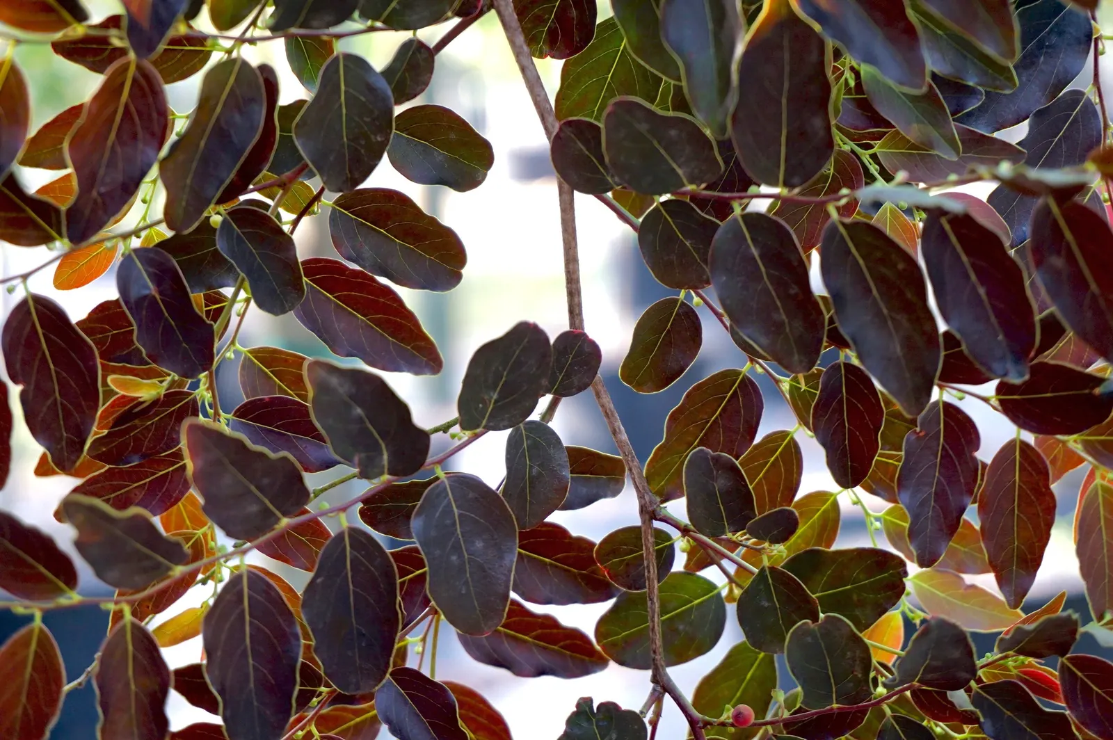 Snow Bush (Breynia Disticha 'Roseo-Picta') — the Snow Bush invites an artistic flair