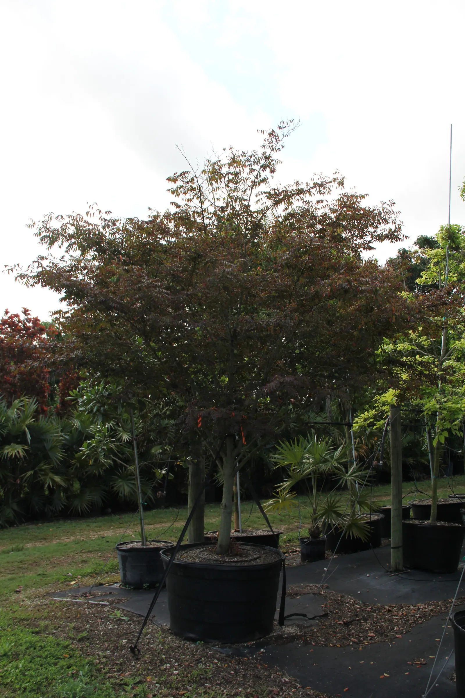 Snow Bush (Breynia Disticha 'Roseo-Picta') — It matures to 5-6 ft high and 3-4 ft wide, thriving in partial shade
