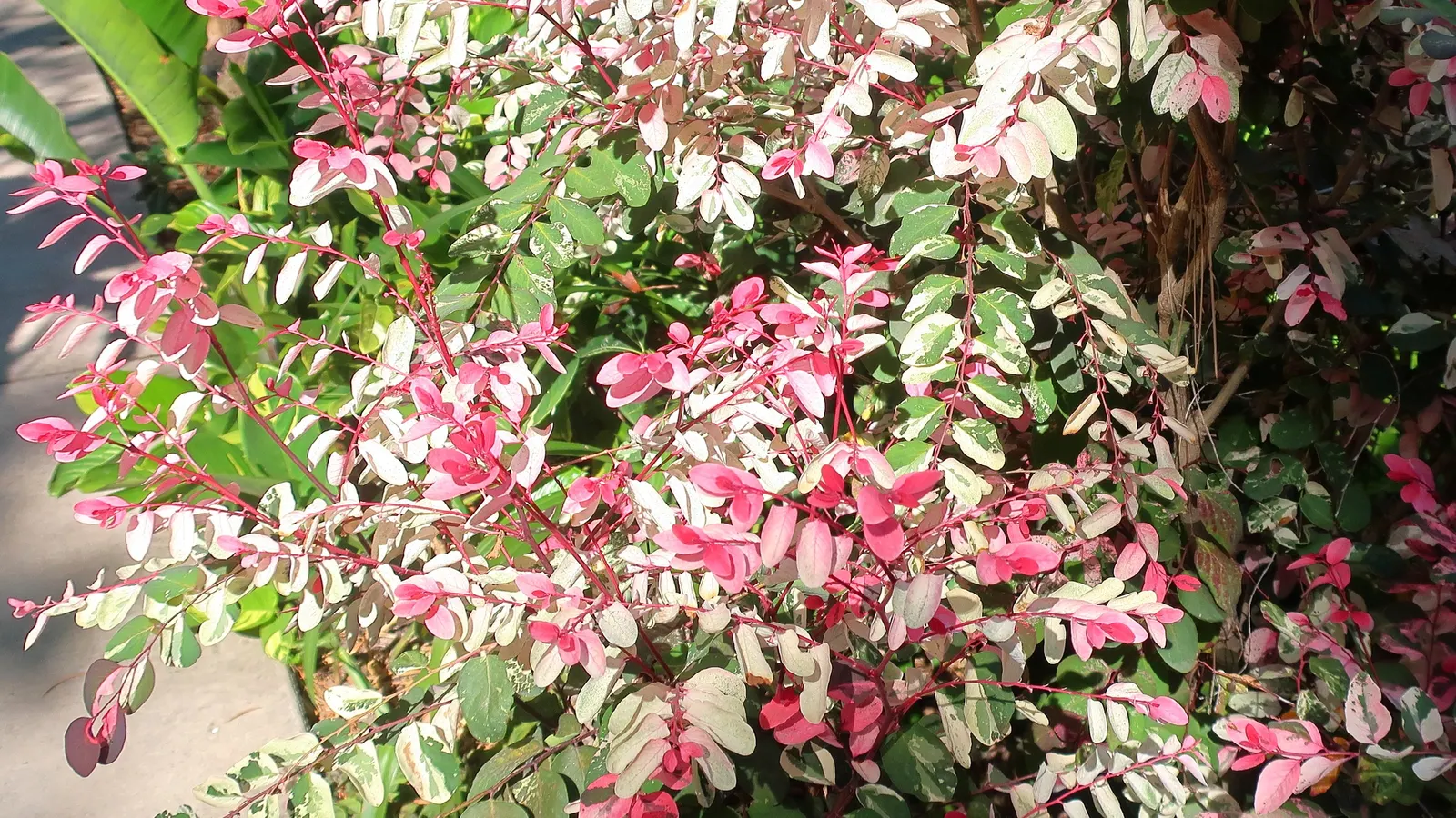 Snow Bush (Breynia Disticha 'Roseo-Picta') — Under the right conditions, the foliage can also exhibit hues of red, creating a warm, vibrant display