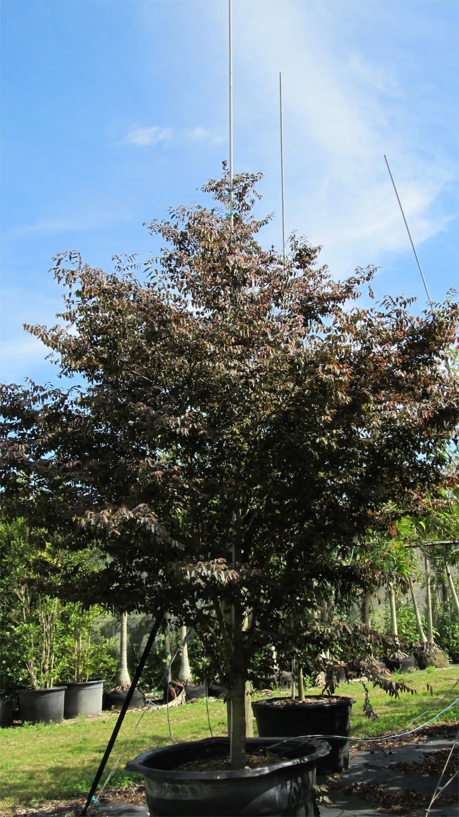 Snow Bush (Breynia Disticha 'Roseo-Picta') — making it a vibrant accent in tropical or subtropical landscapes