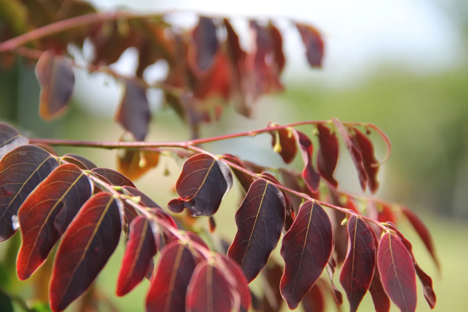 Snow Bush (Breynia Disticha 'Roseo-Picta') — It is an ornamental gem, perfect for adding a touch of color and texture to any garden or landscape design
