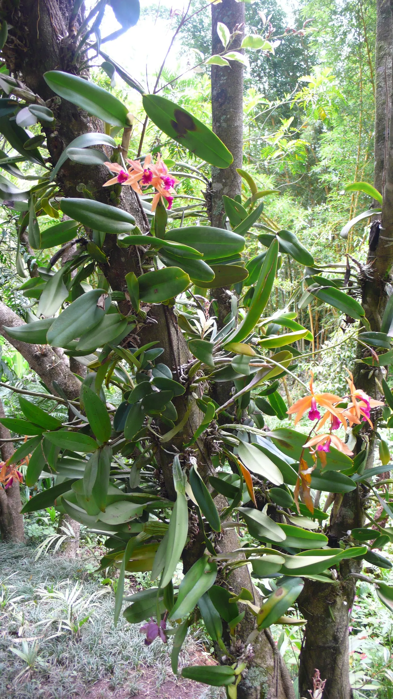 Cattleya Orchid Cultivars (Cattleya Cv.) — A dazzling choice for a statement piece in any landscape design