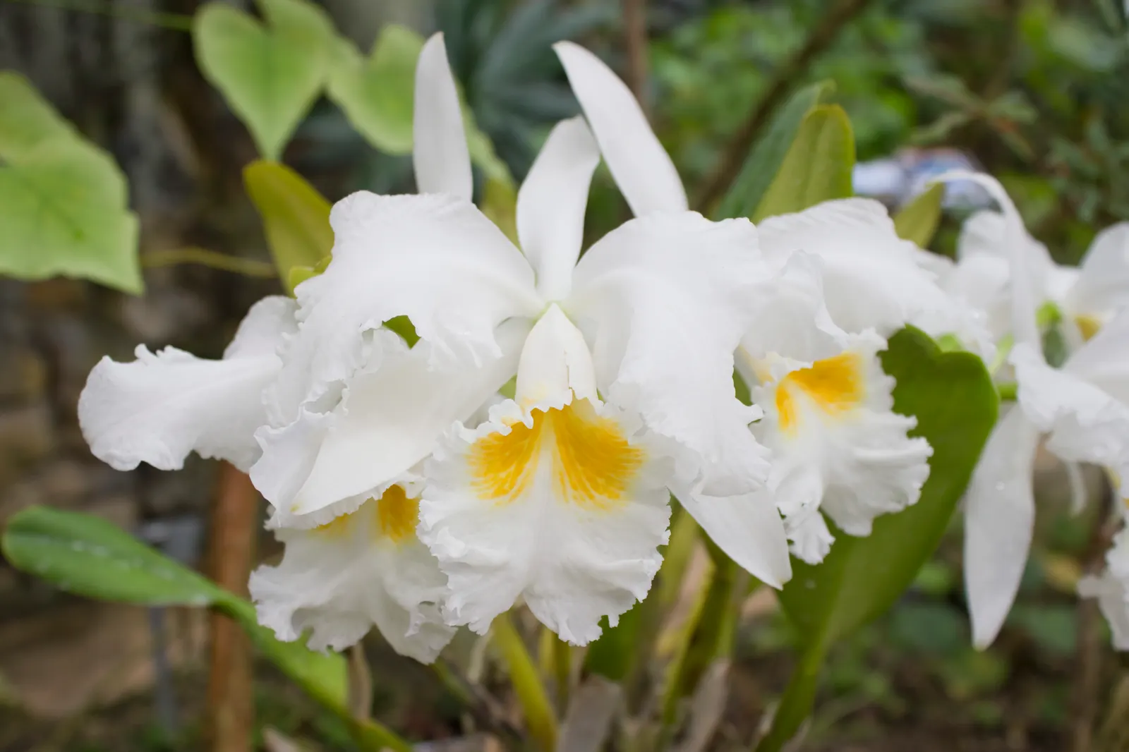 Cattleya Orchid Cultivars (Cattleya Cv.) — they become the focal point of any garden; and thus placements should be chosen to highlight their, image 108