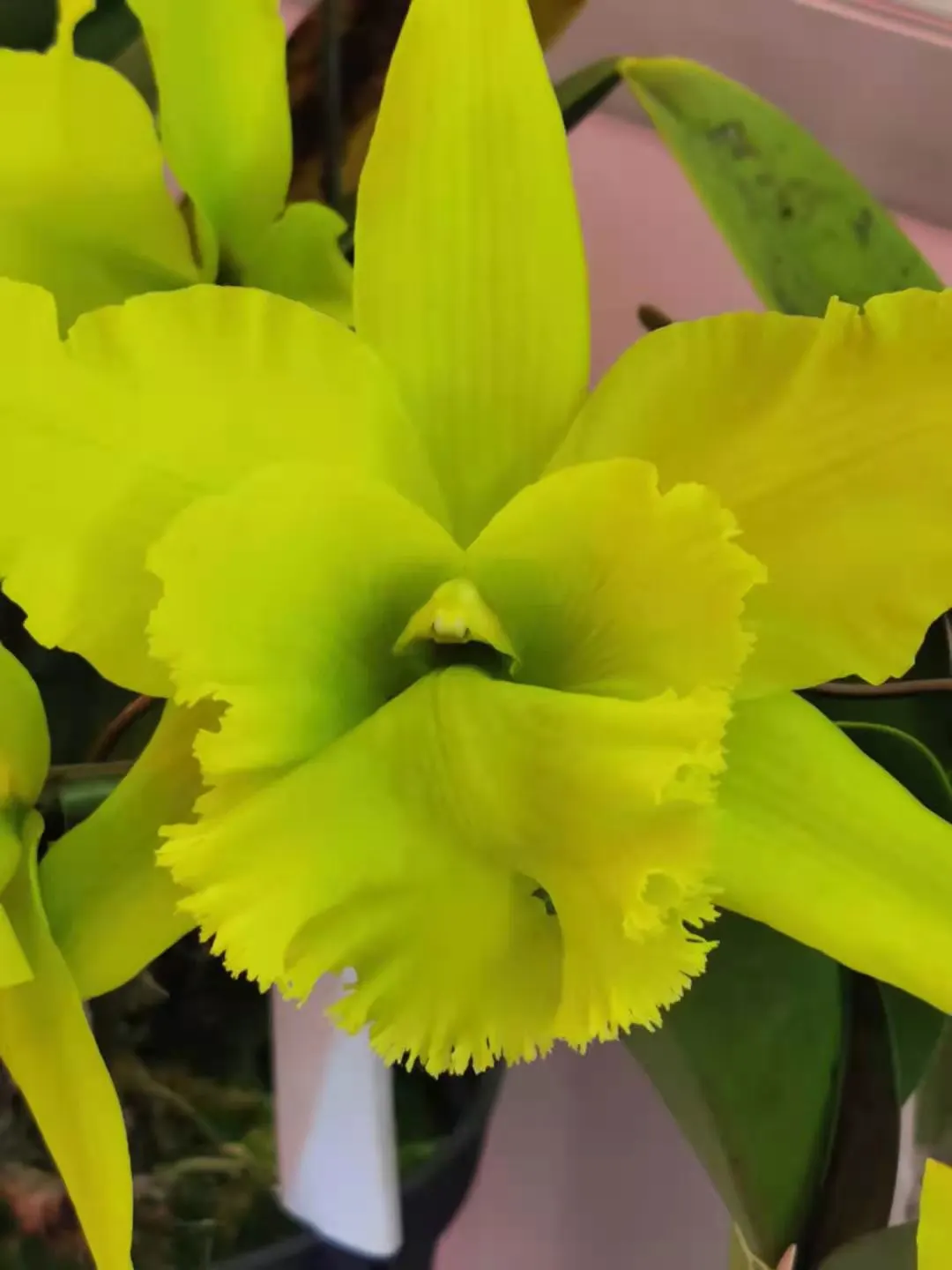 Cattleya Orchid Cultivars (Cattleya Cv.) — with its regal blooms and vibrant hues; watering should be done thoroughly, image 91