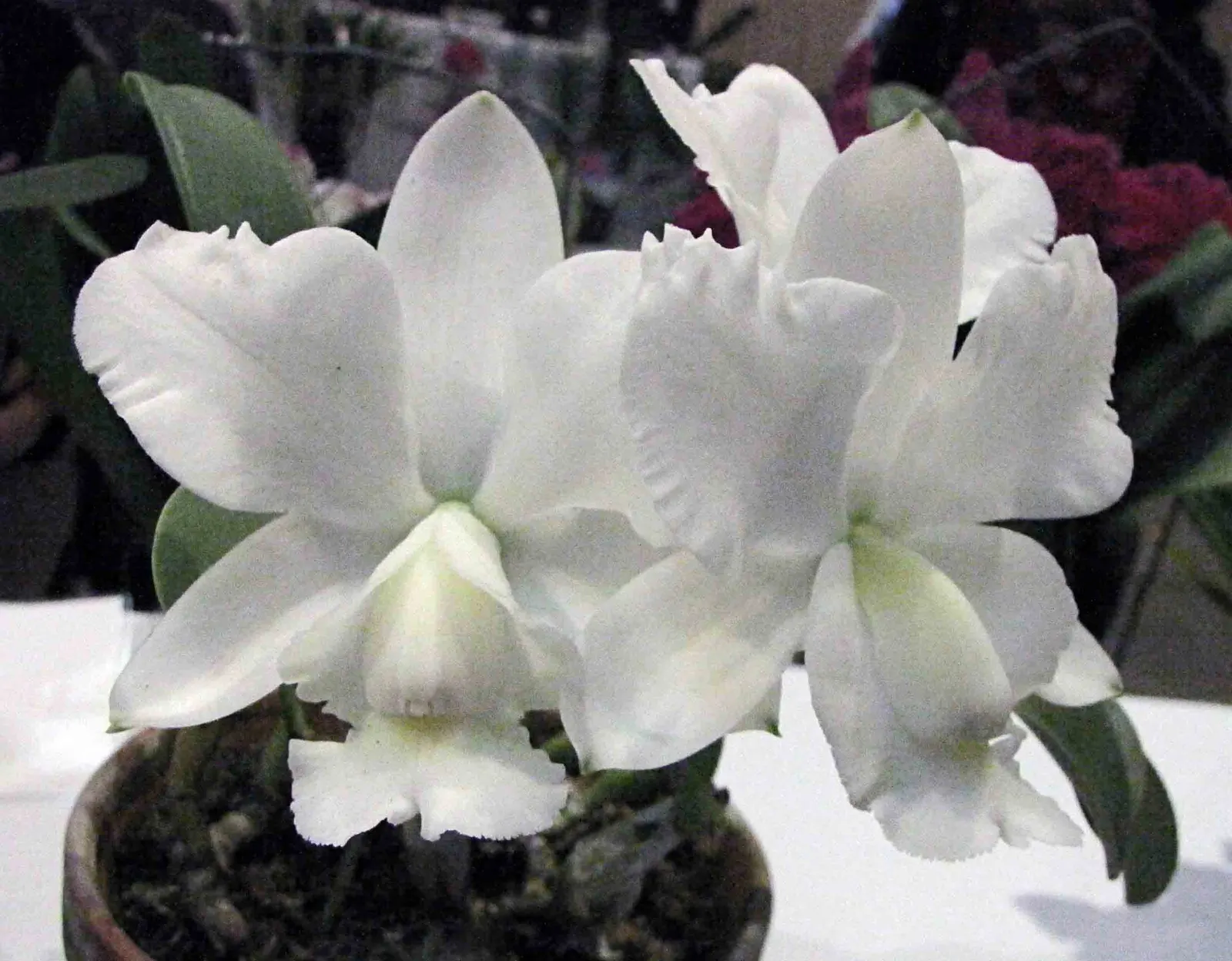 Cattleya Orchid Cultivars (Cattleya Cv.) — Preferring temperatures of 55-85&deg;F, it blossoms yearly, generally in fall; blossoms range from 2 to, image 58