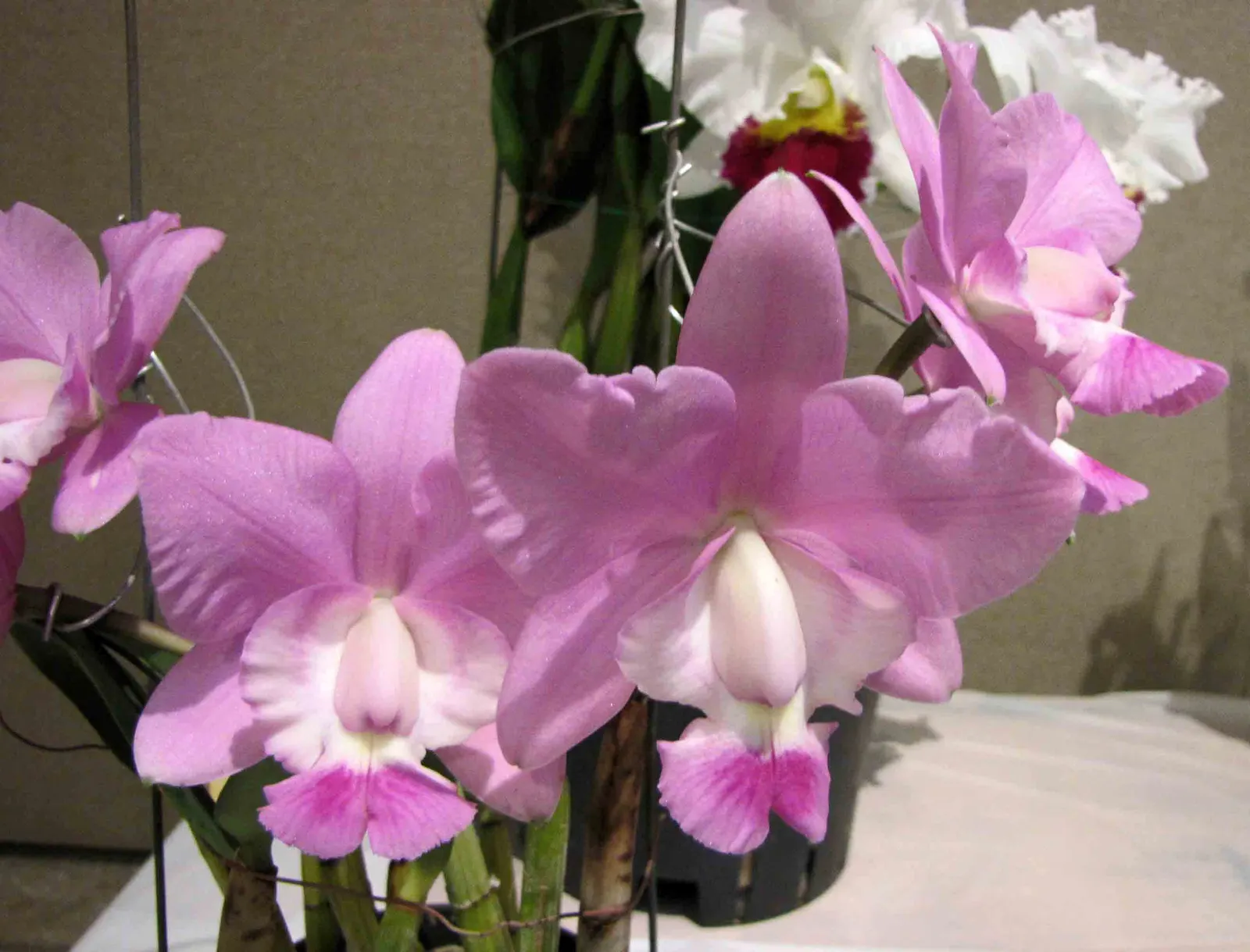 Cattleya Orchid Cultivars (Cattleya Cv.) — and thus placements should be chosen to highlight their majestic beauty; perfect for elevating visual interest in a
