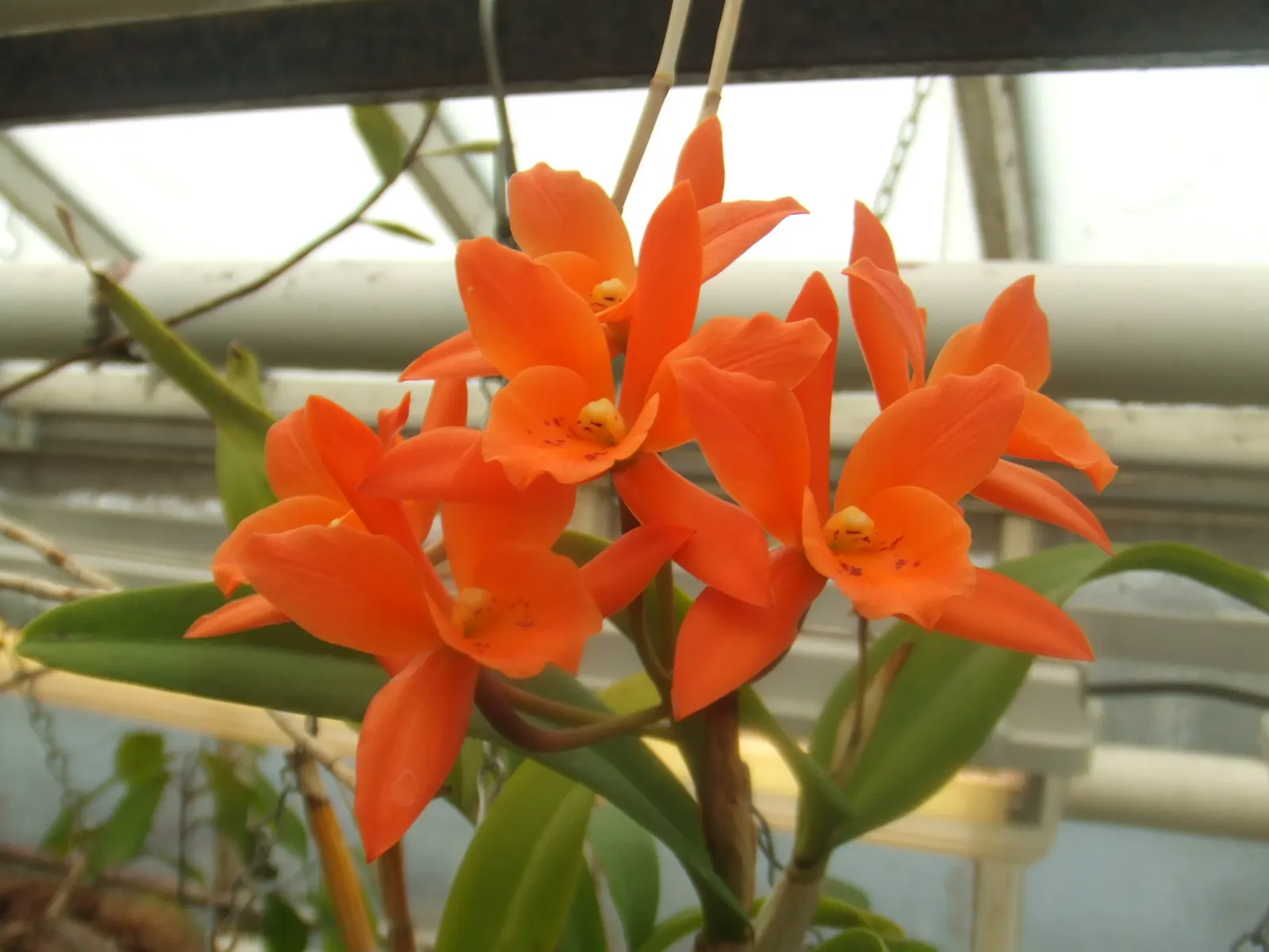 Cattleya Orchid Cultivars (Cattleya Cv.) — such as coarse bark or specially formulated orchid mixes