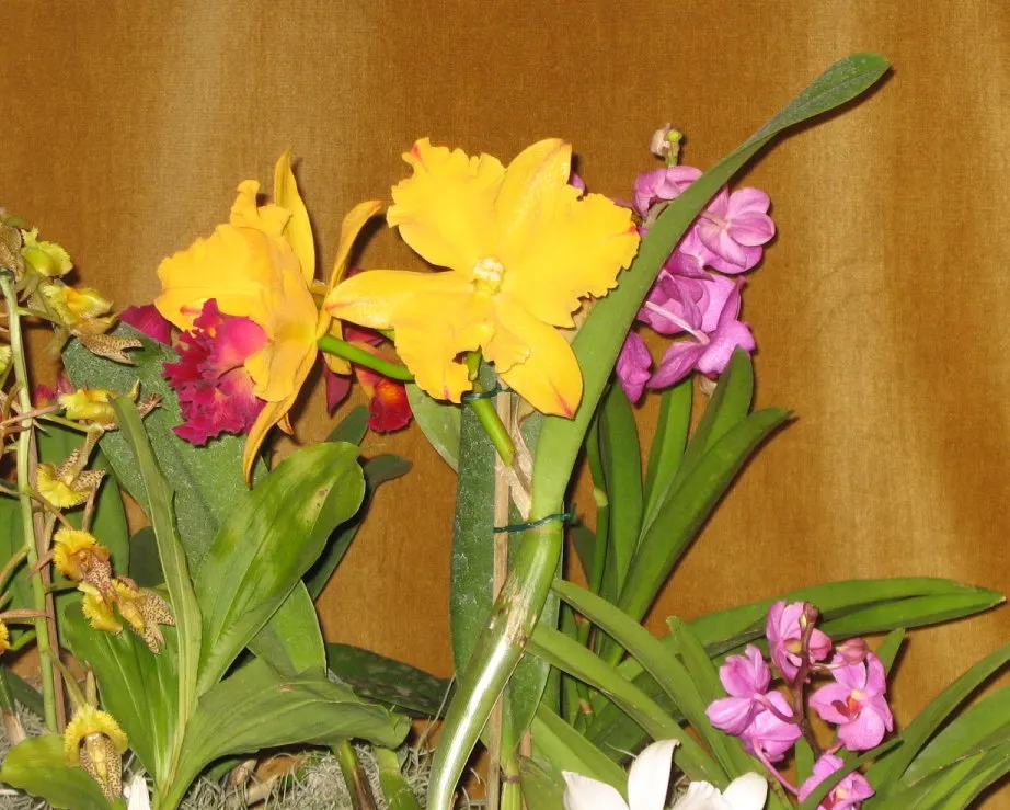 Cattleya Orchid Cultivars (Cattleya Cv.) — Belonging to the genus Cattleya
