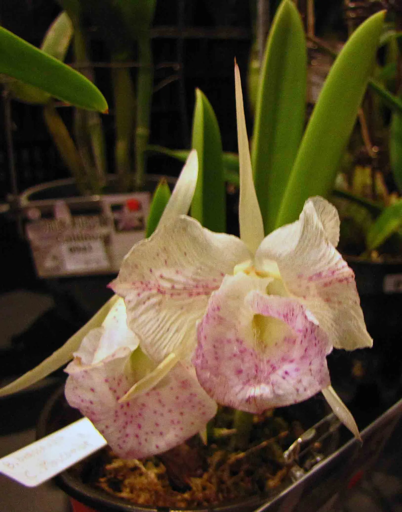 Cattleya Orchid Cultivars (Cattleya Cv.) — Belonging to the genus Cattleya; perfect for elevating visual interest in a garden, image 65